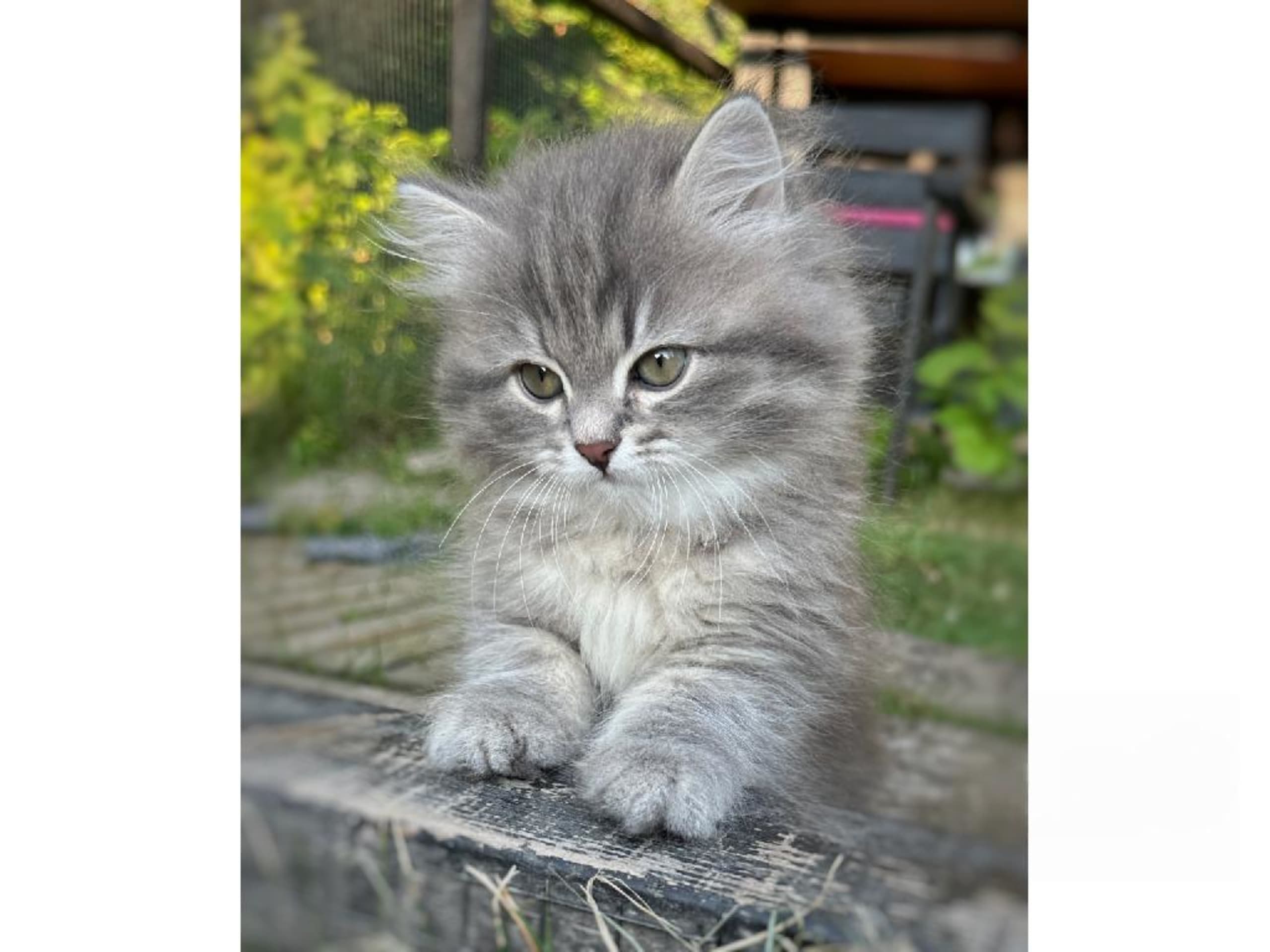 kitten: Laila