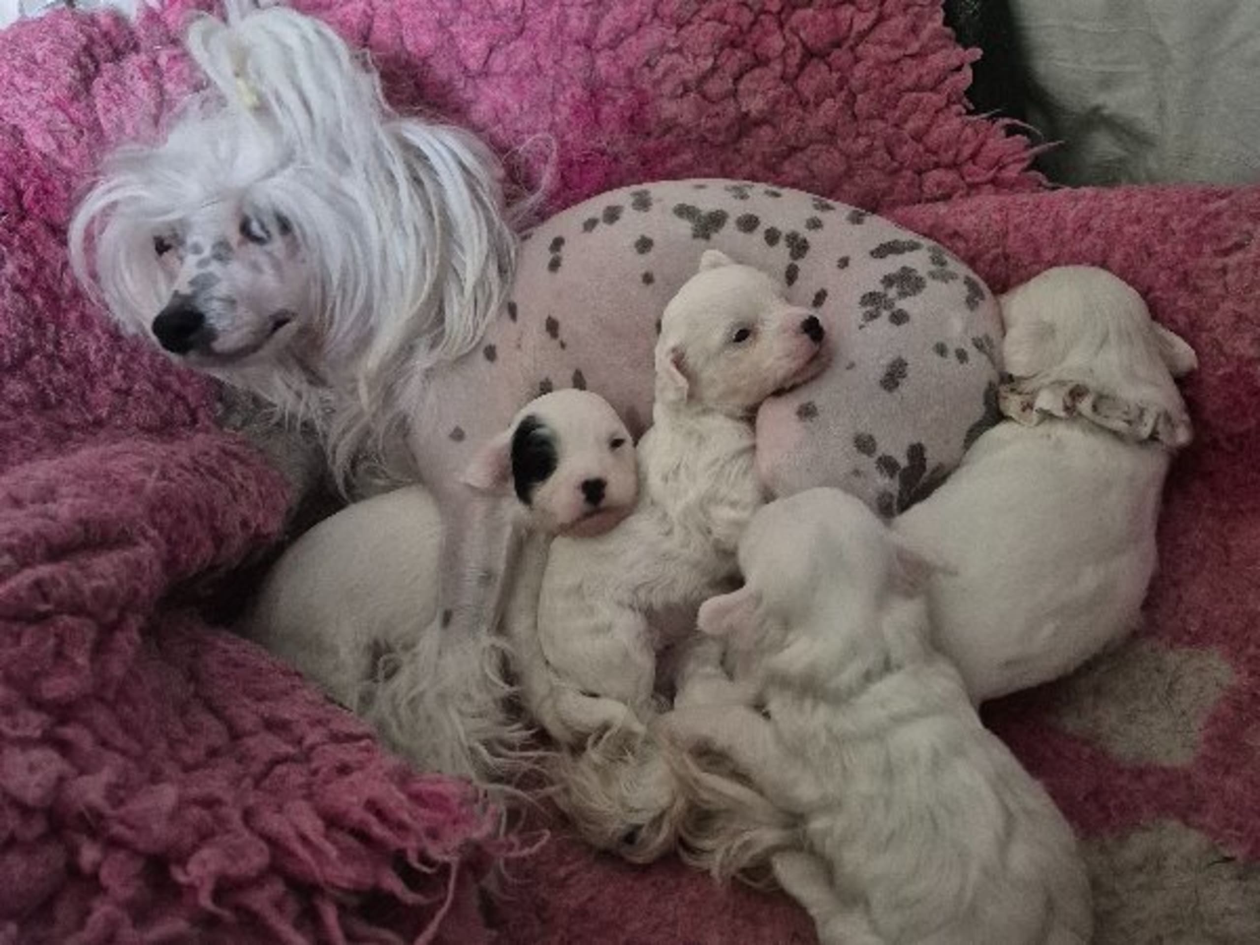 Dog: FRENJA MADY GRIFFIN