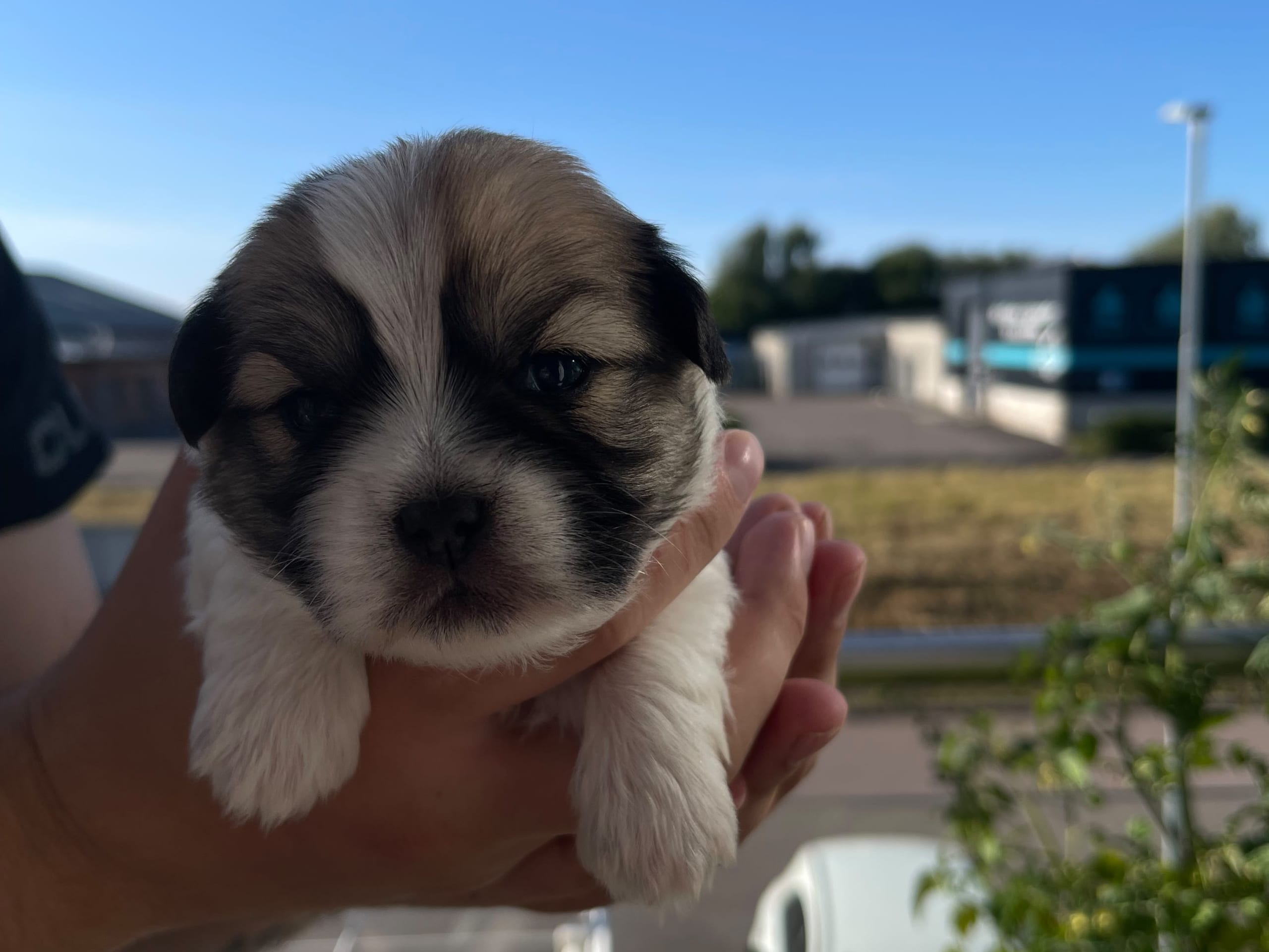 Puppy: Hane 3