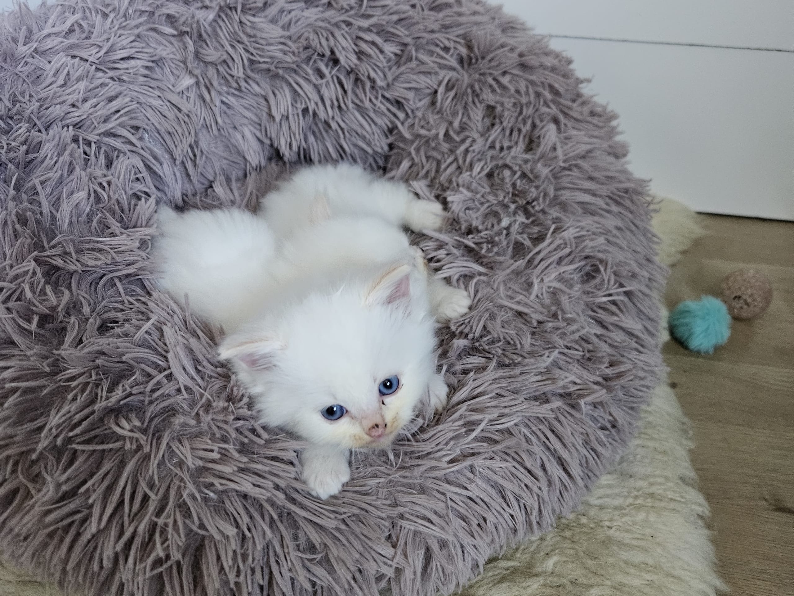 kattunge: Hane 1