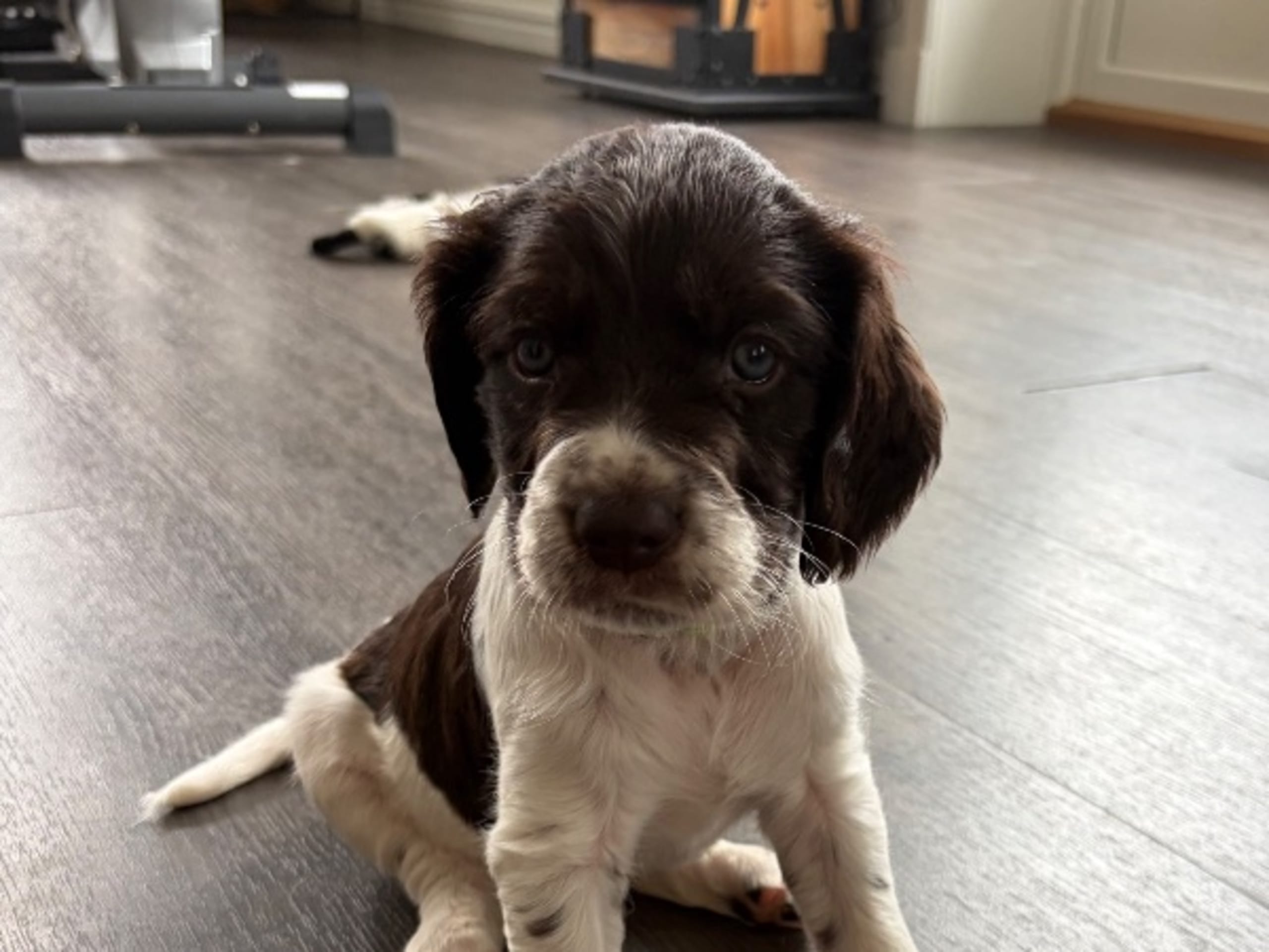 Puppy: LOCKFÅGELNS KAKMONSTRET