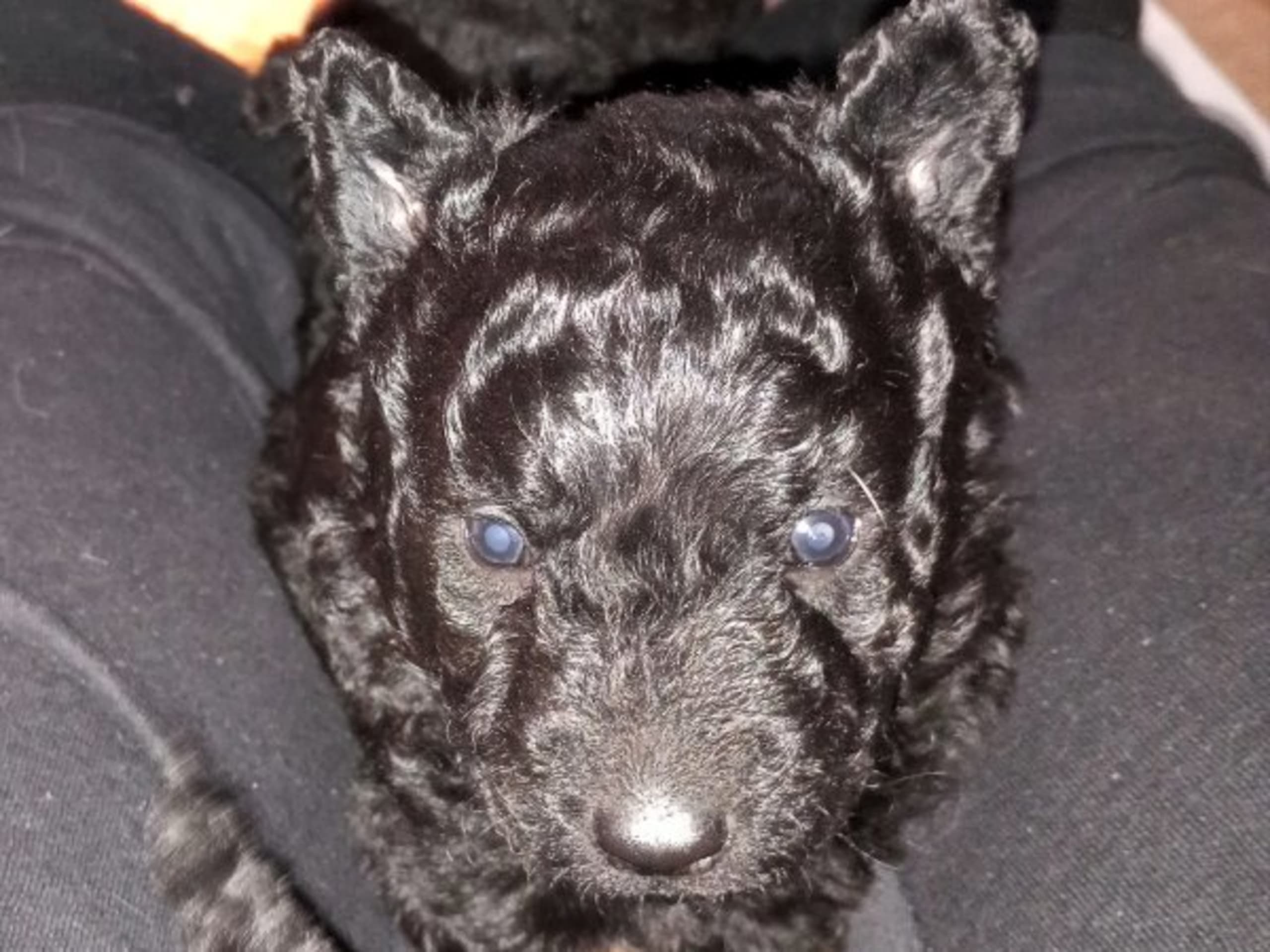 Puppy: MOG-UR'S MR KÖRÖS