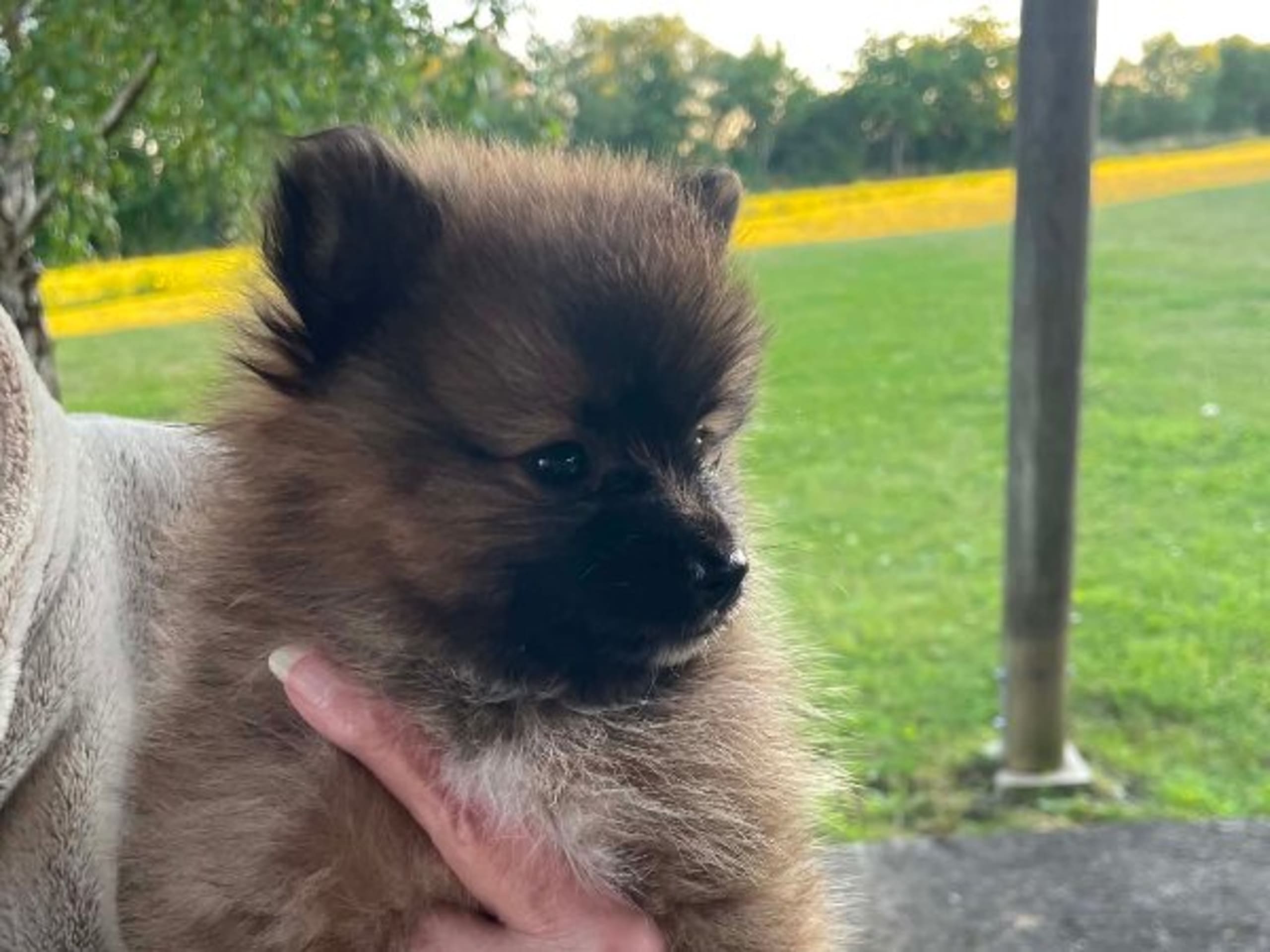 Puppy: TEAM DRACO'S DIVINE DE-LA-FINA