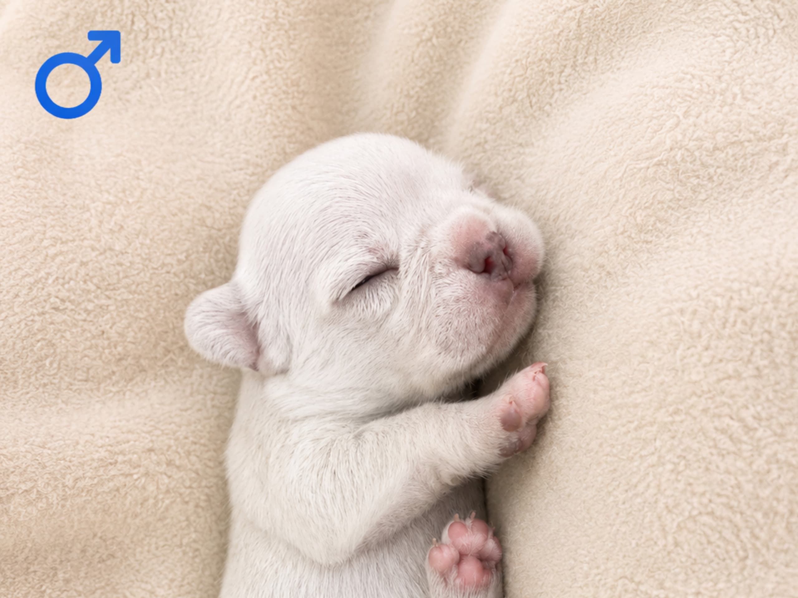 Puppy: Hane 3