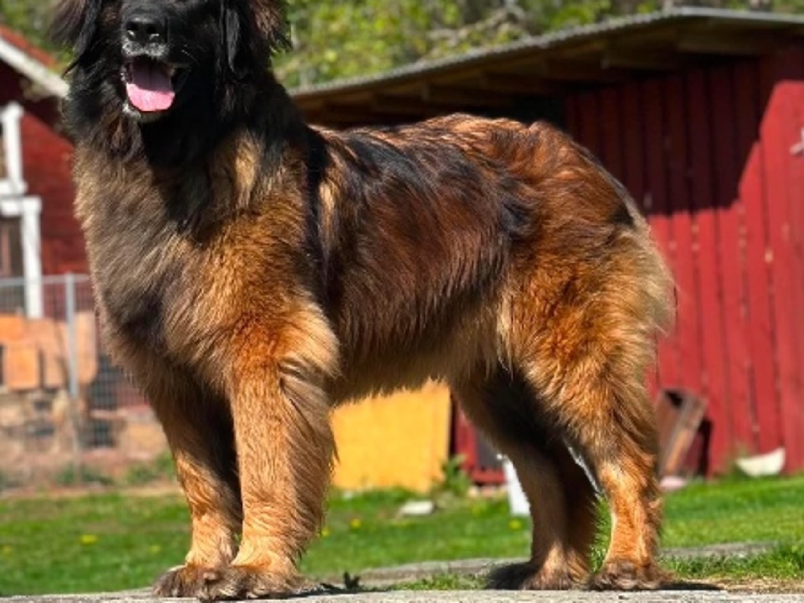 Mor: GORGEOUS LOLA PEACEHILL LION