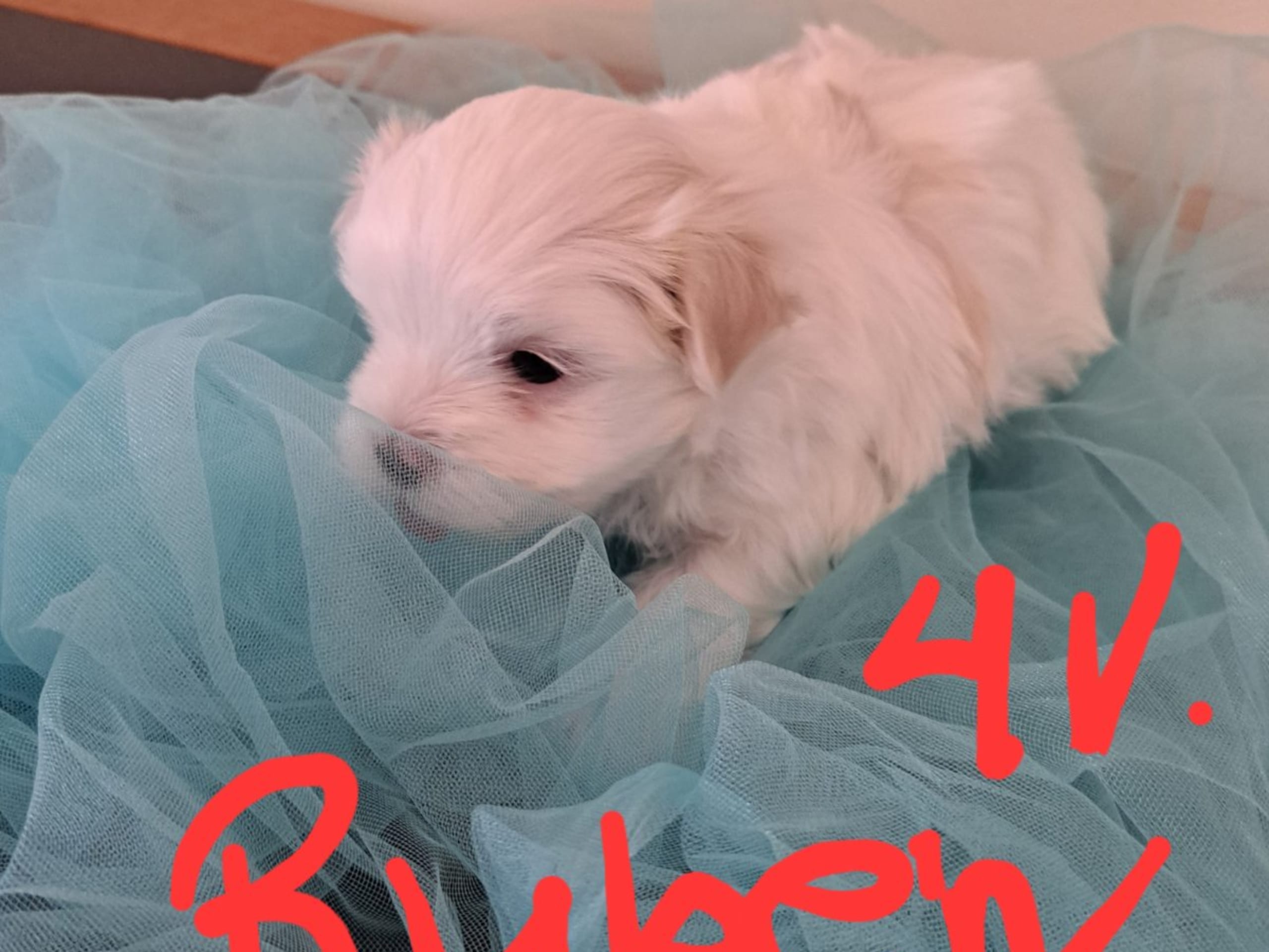Valp: GINNY ANGEL'S RUBEN