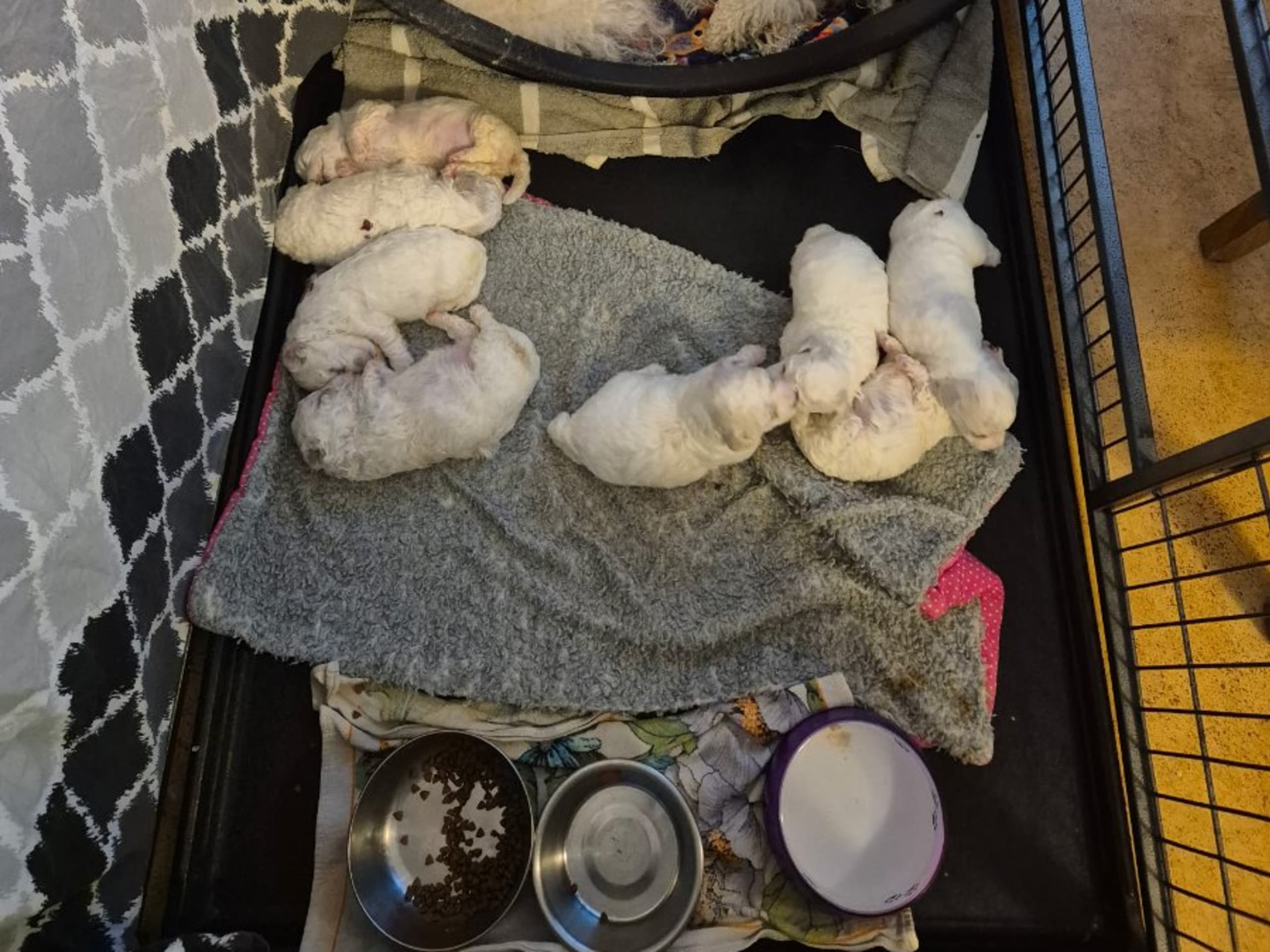 Puppy: WHITE VISION'S BELINDA