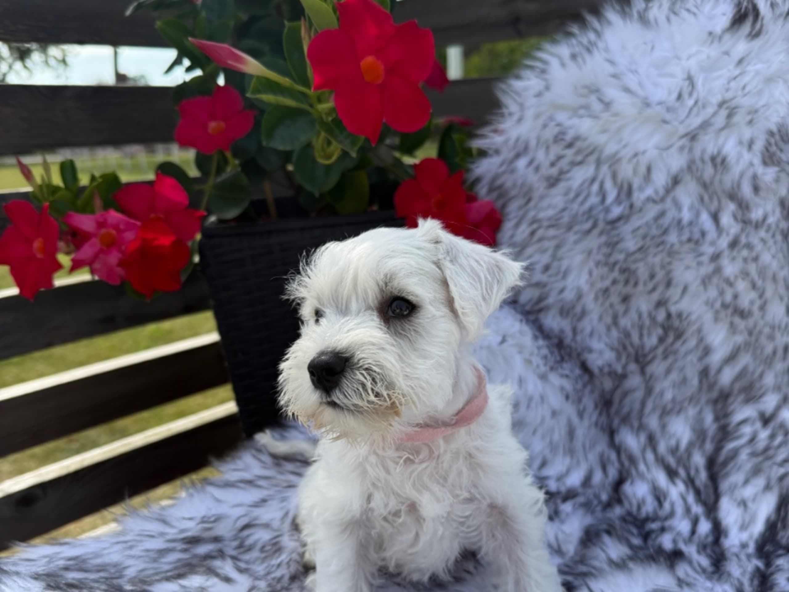 Puppy: SNOWIE SHINE'S CHAMPANGE GLOW