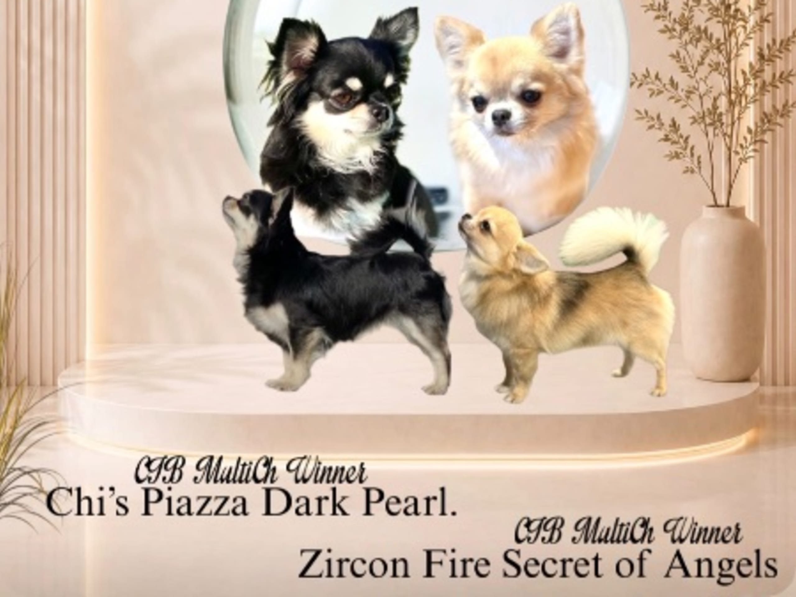 Mother: CHI'S PIAZZA DARK PEARL
