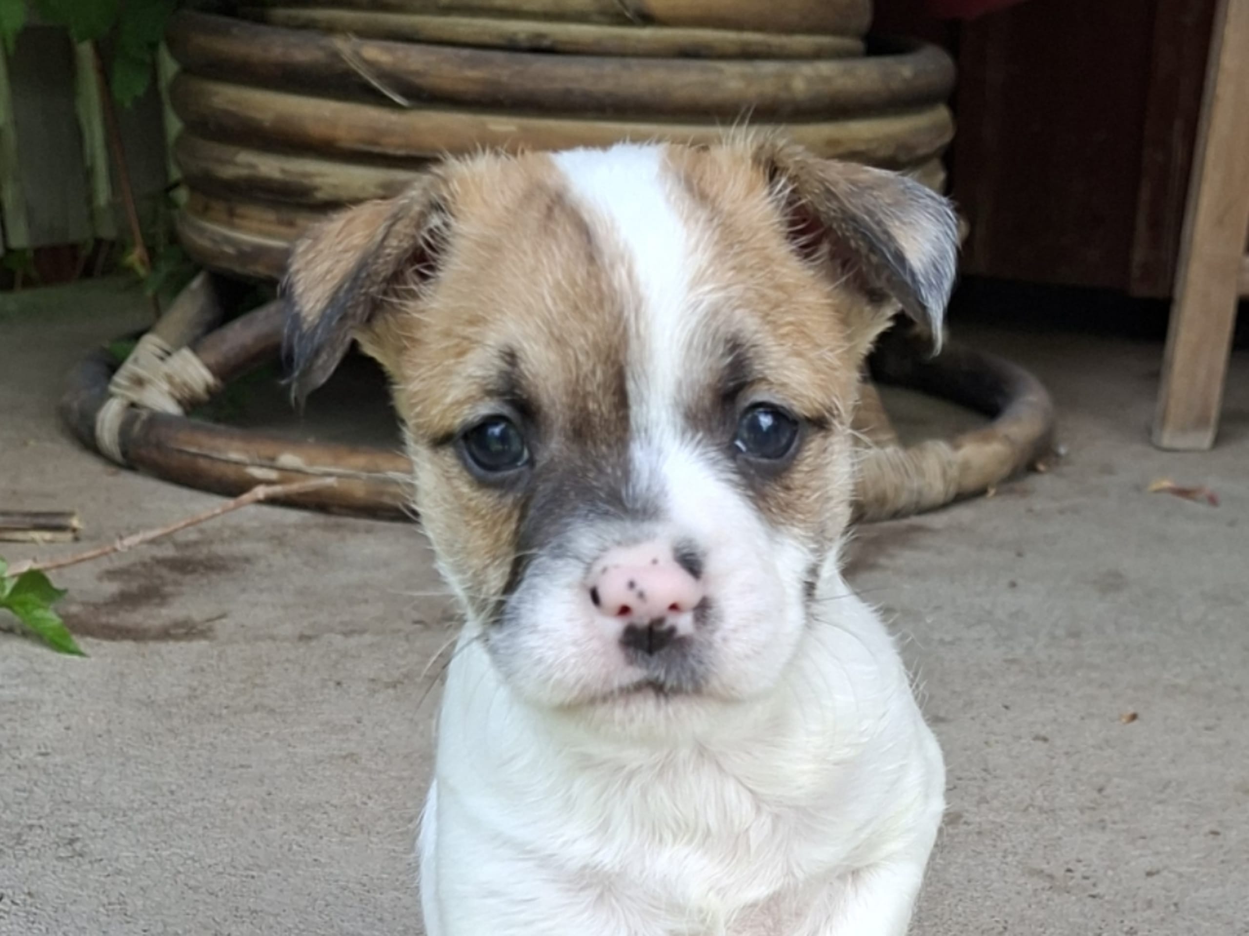 Puppy: Valter