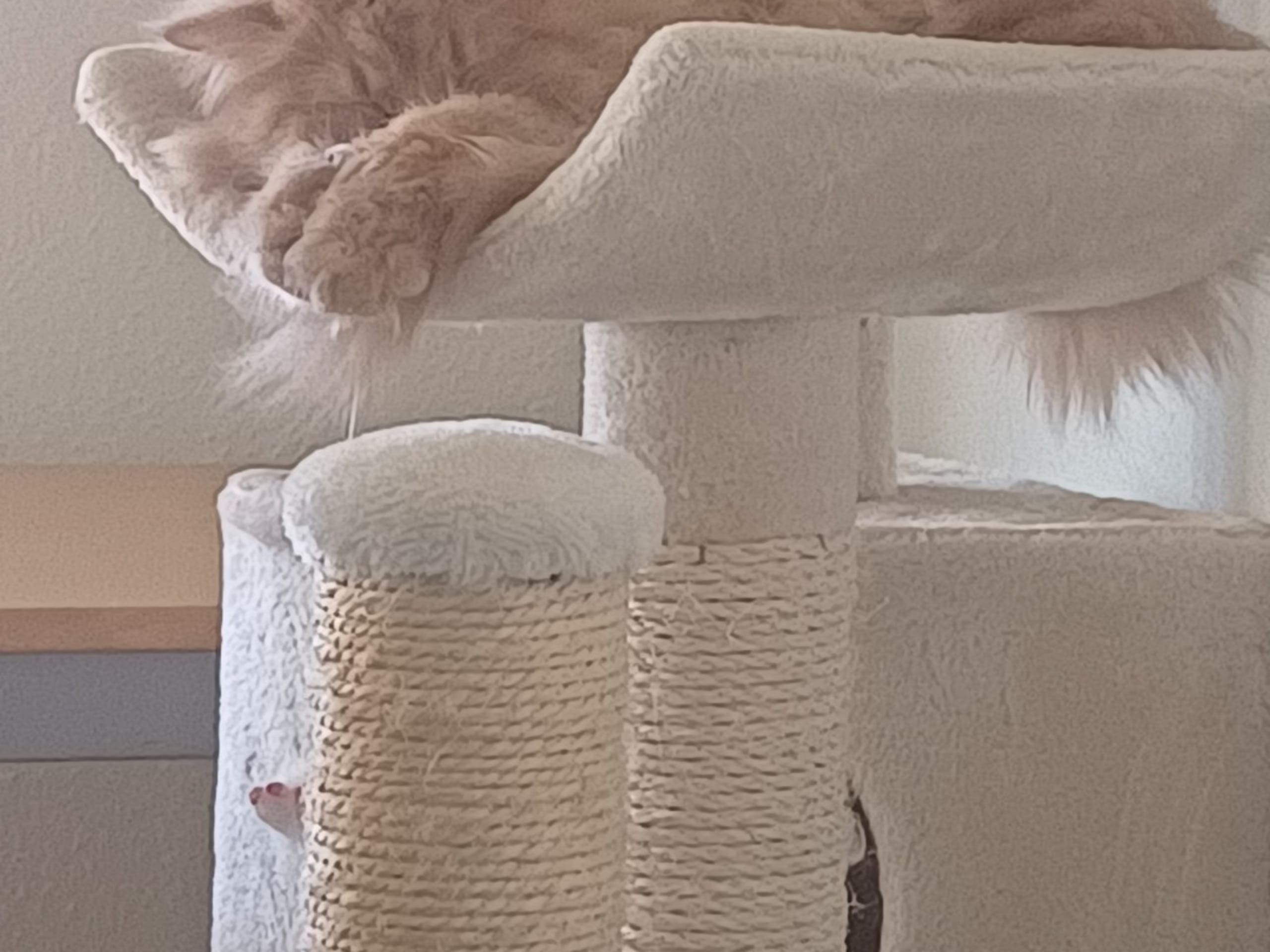 Katt: Tusse