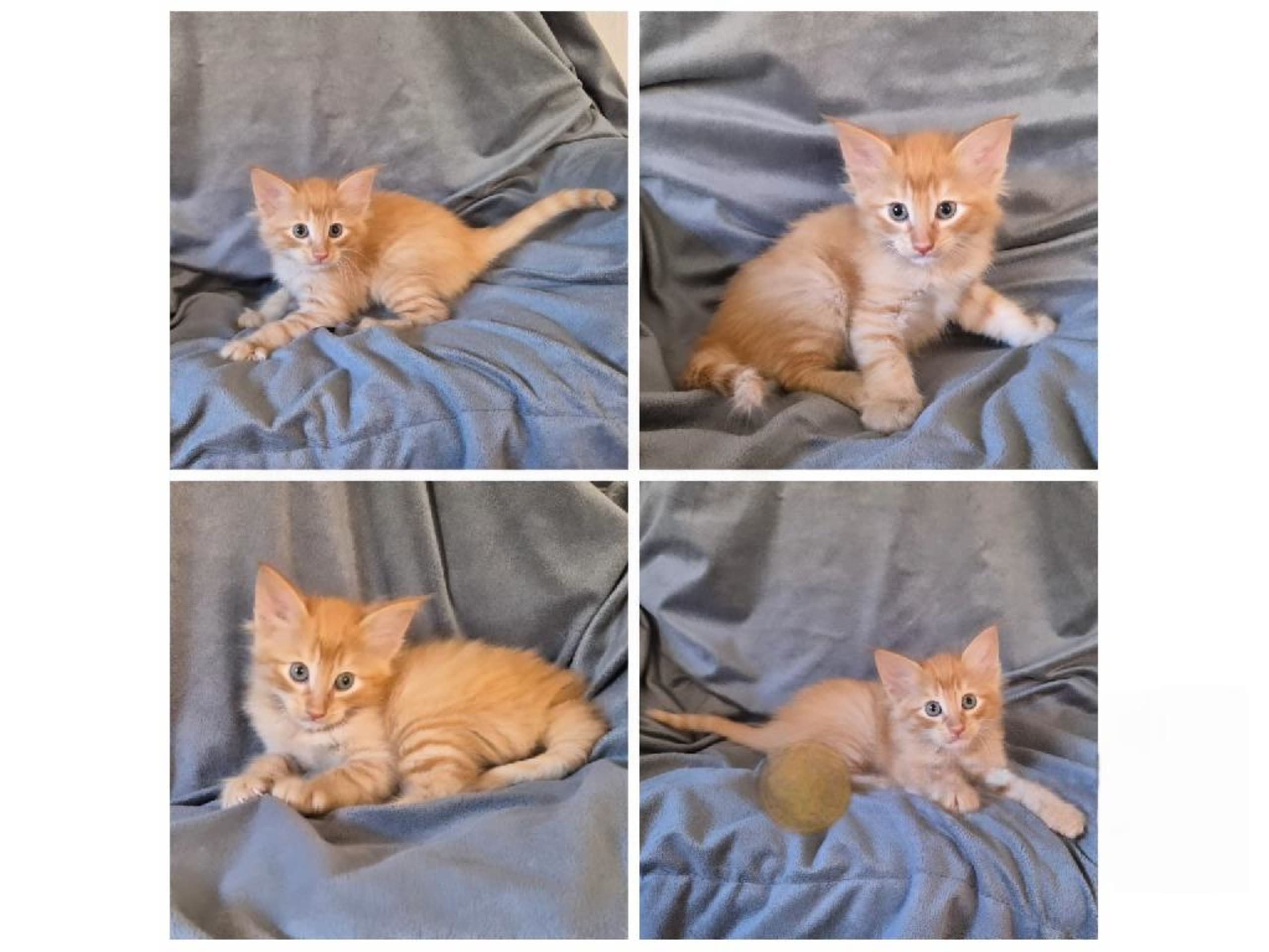 Kattunge: Ramses Bolton