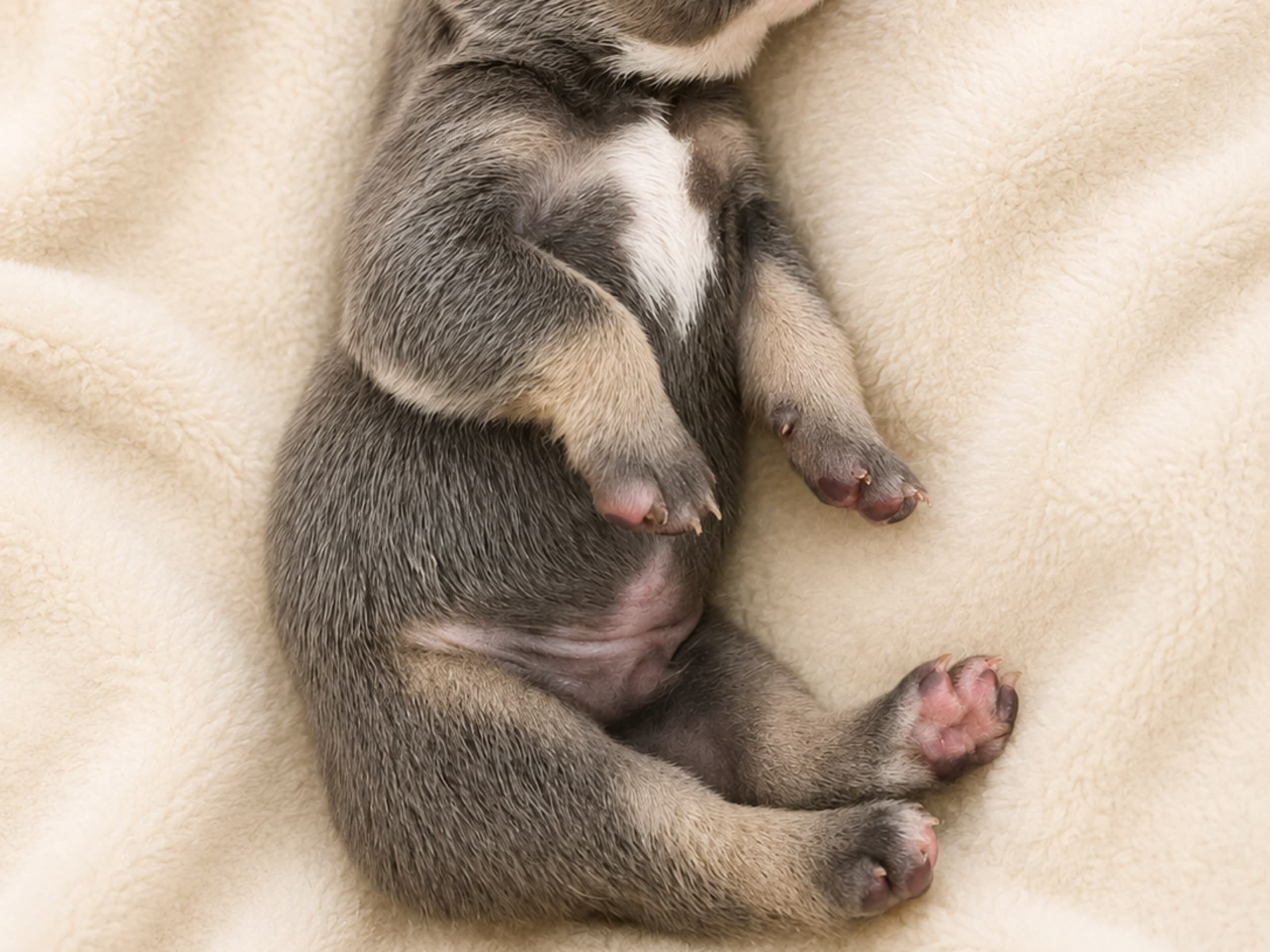 Puppy: Hane 6