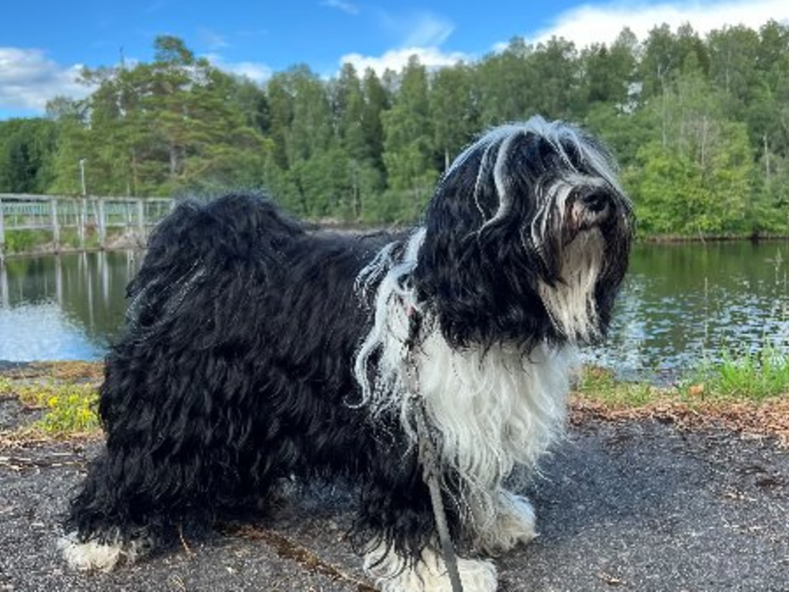 Mor: LOKATTENS VILDA VILJA TILL JANING'S
