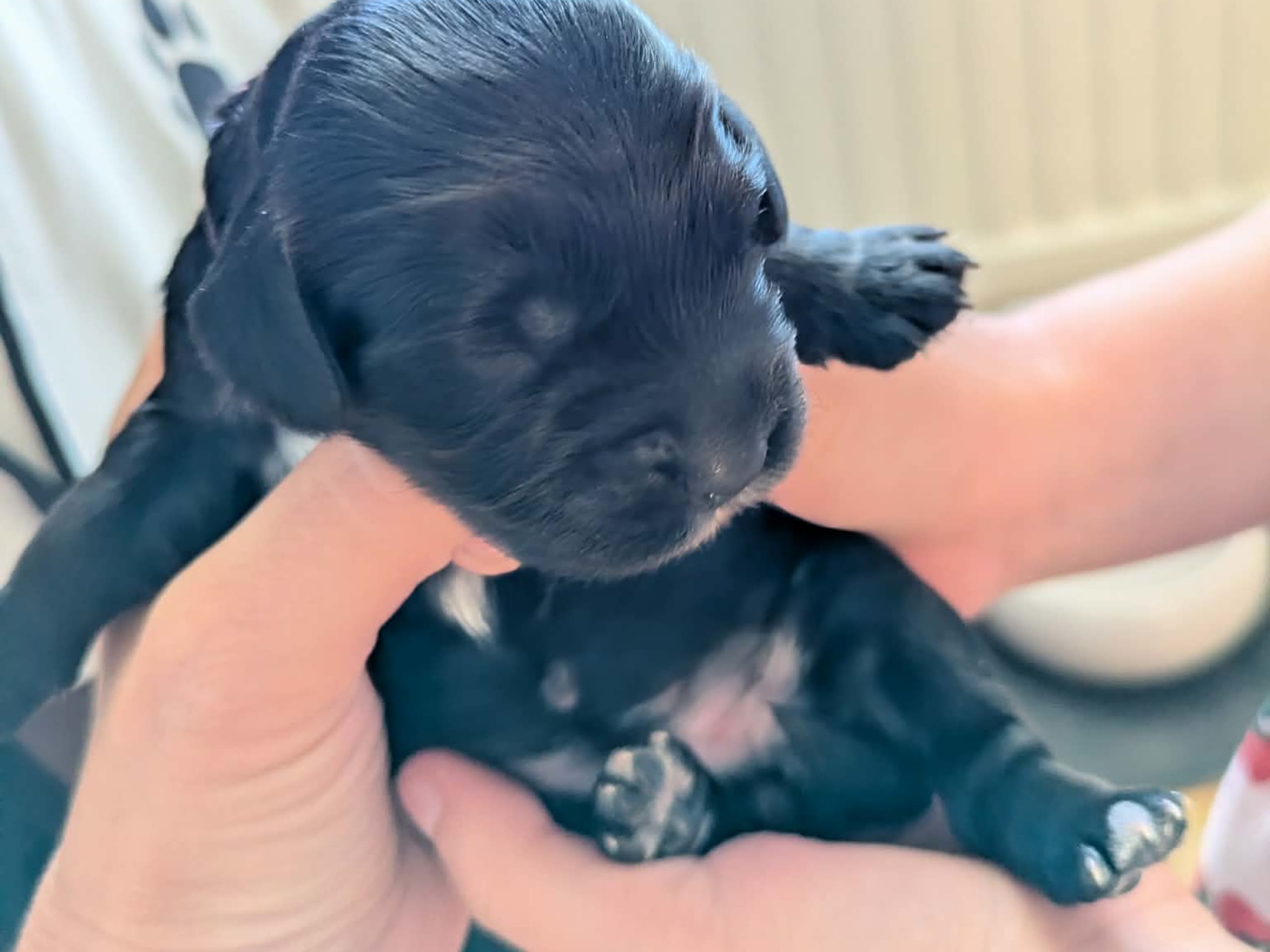 Puppy: Tik 4