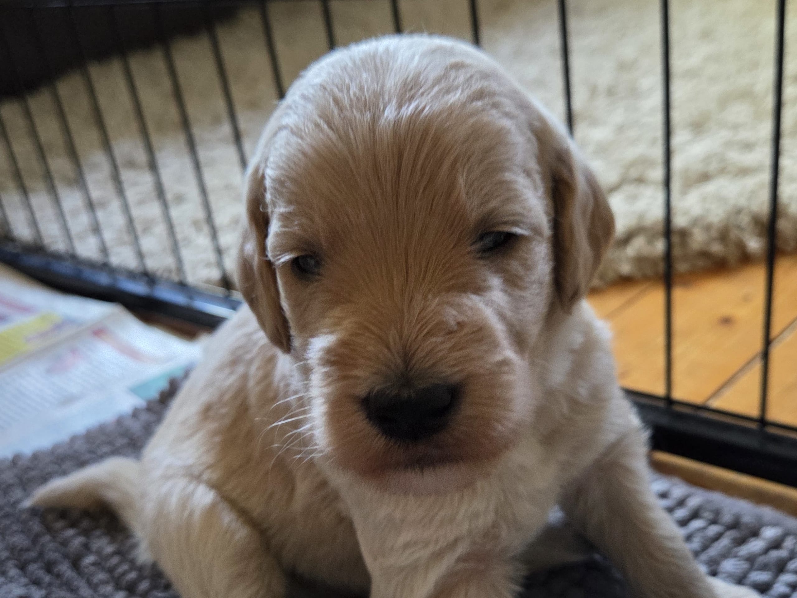 Lyckornaslabradoodle
