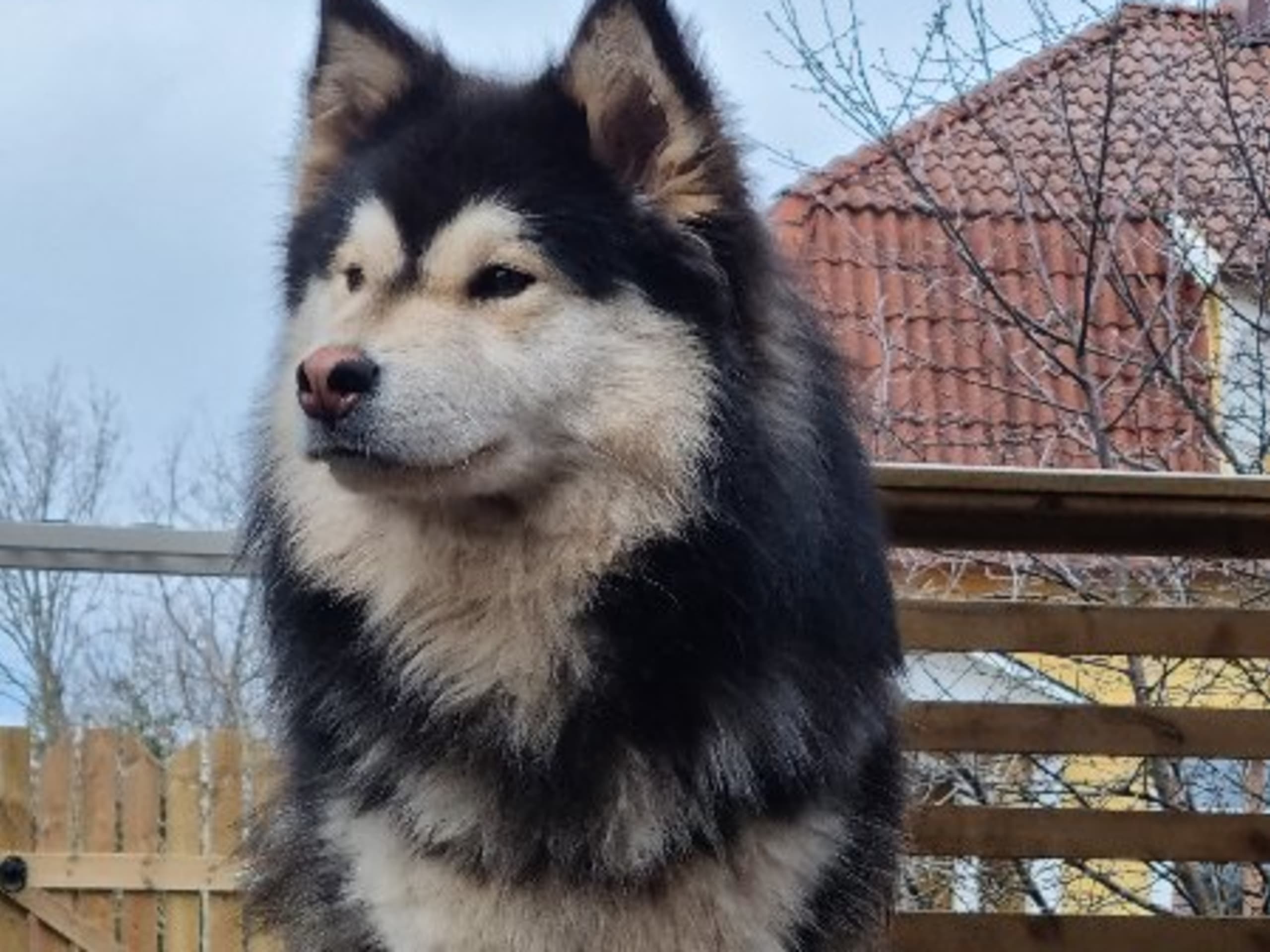 Far: VALLARJÄNTANS QAVAT