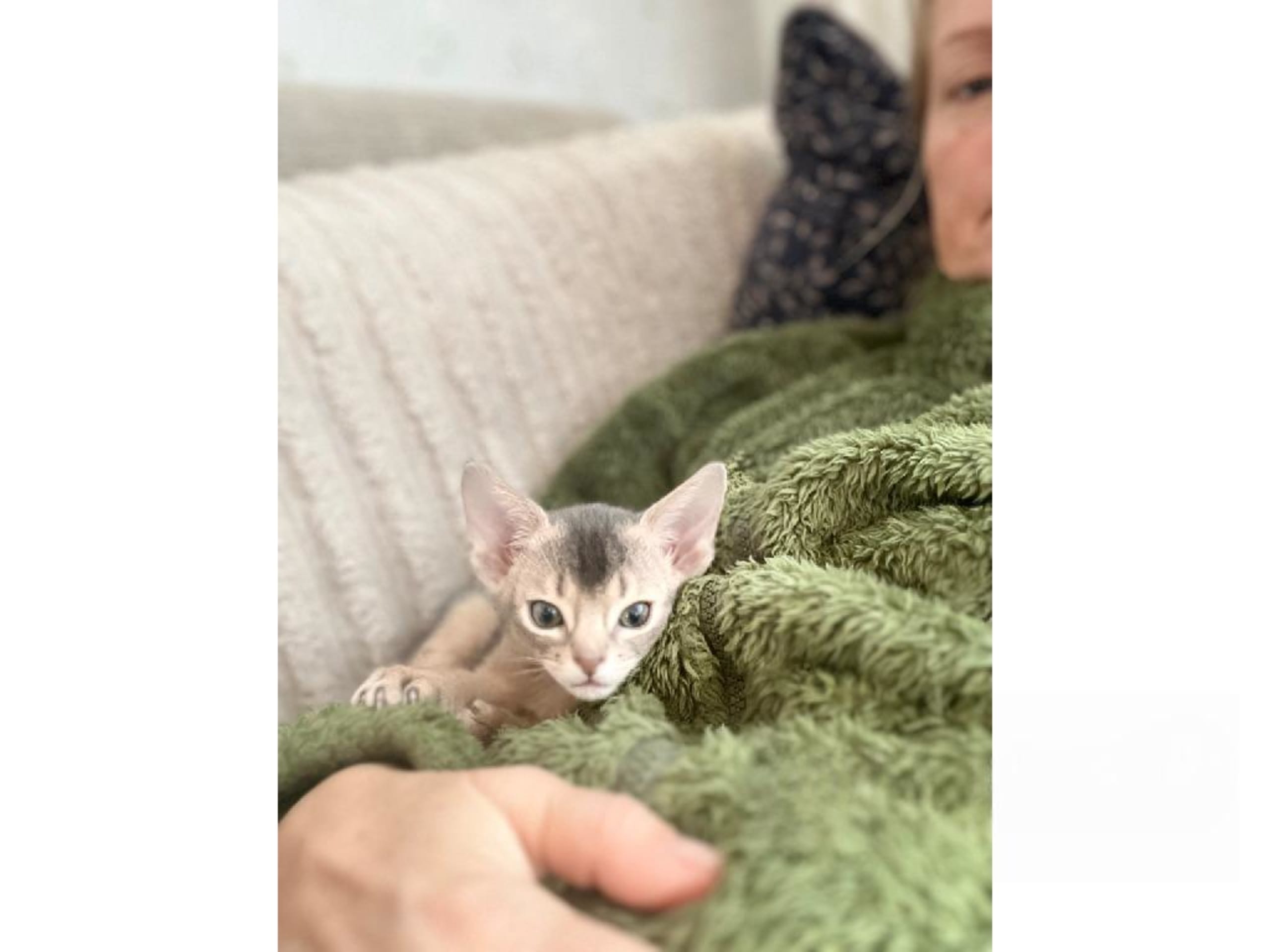kitten: Daimen