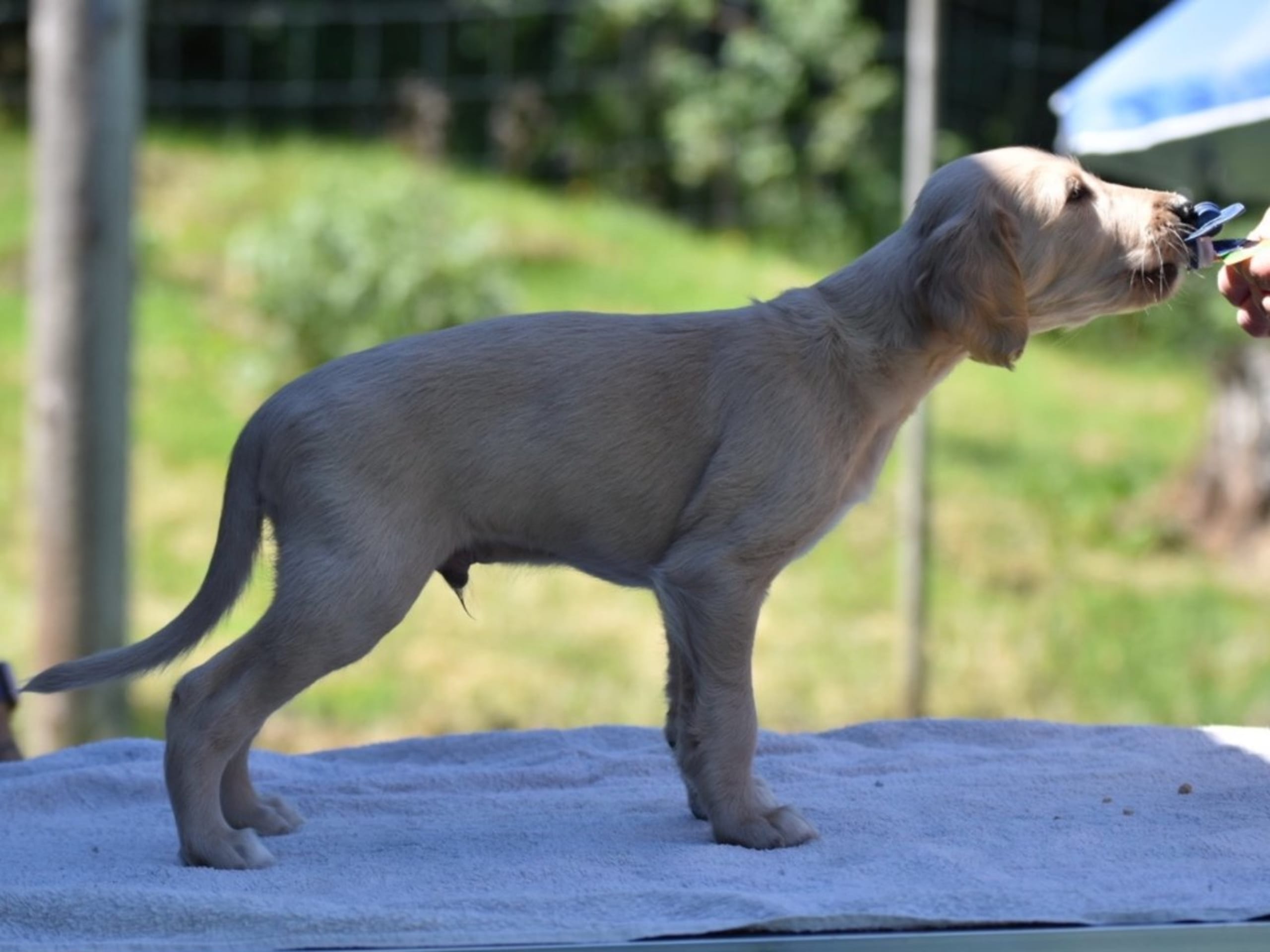 Puppy: OJMANAKO'S SAGITTARIUS