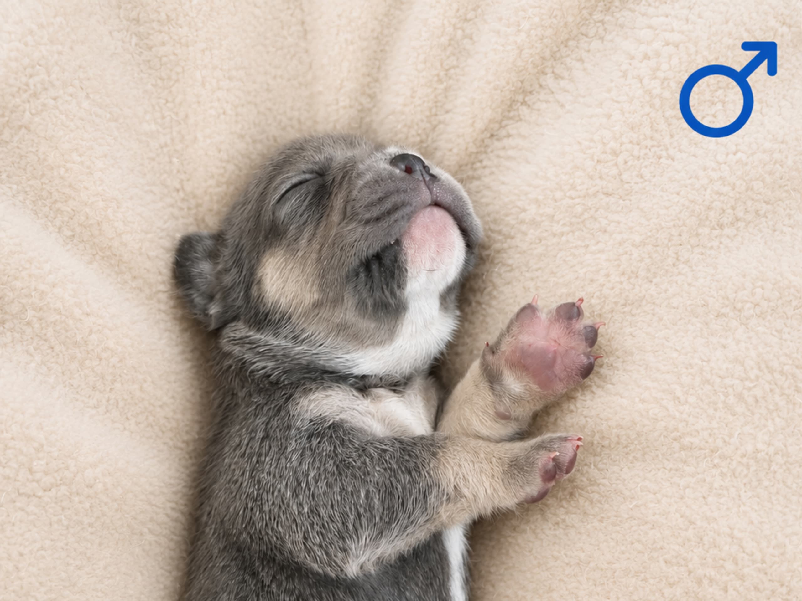 Puppy: Hane 1