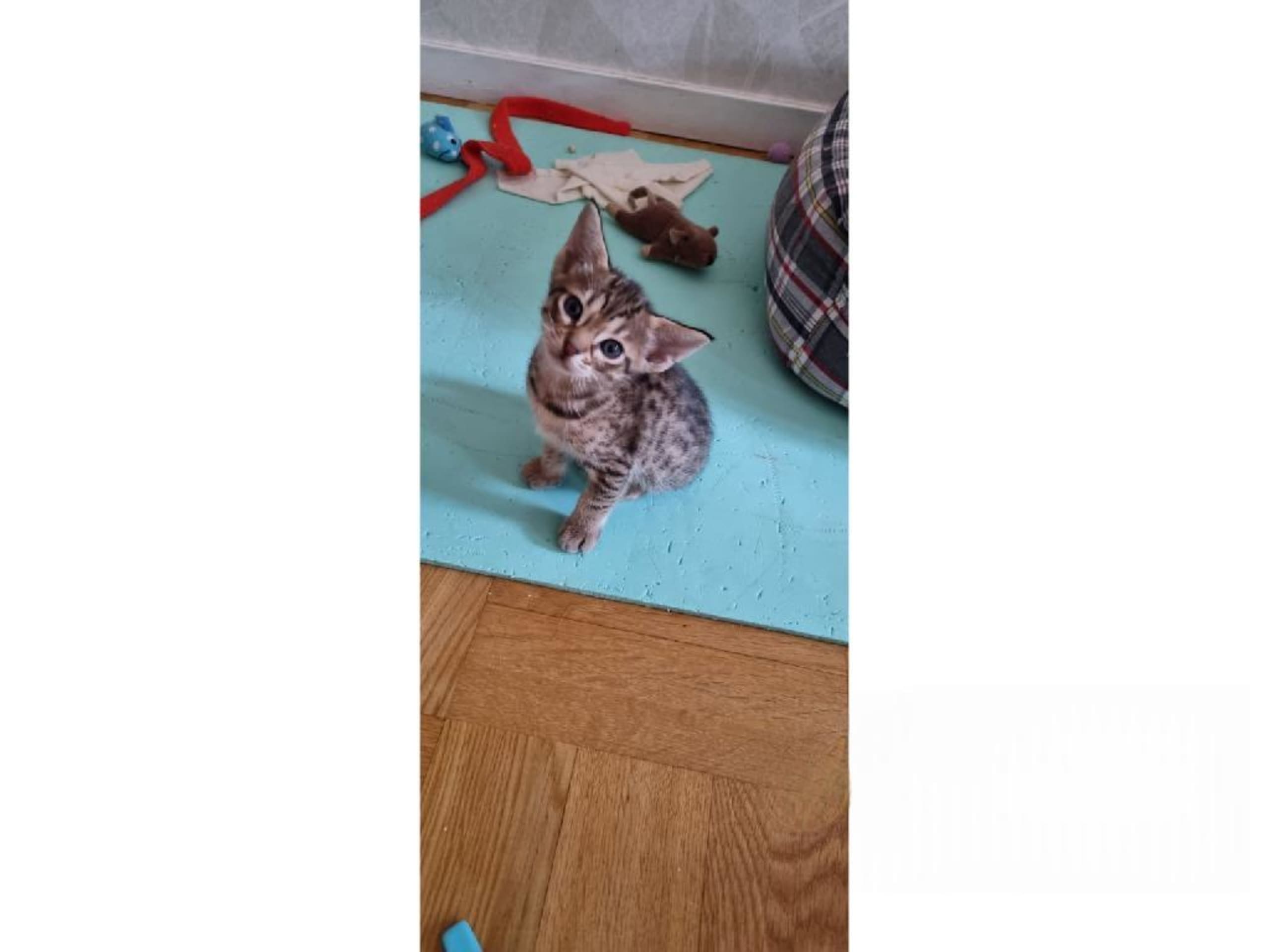 kitten: Espion