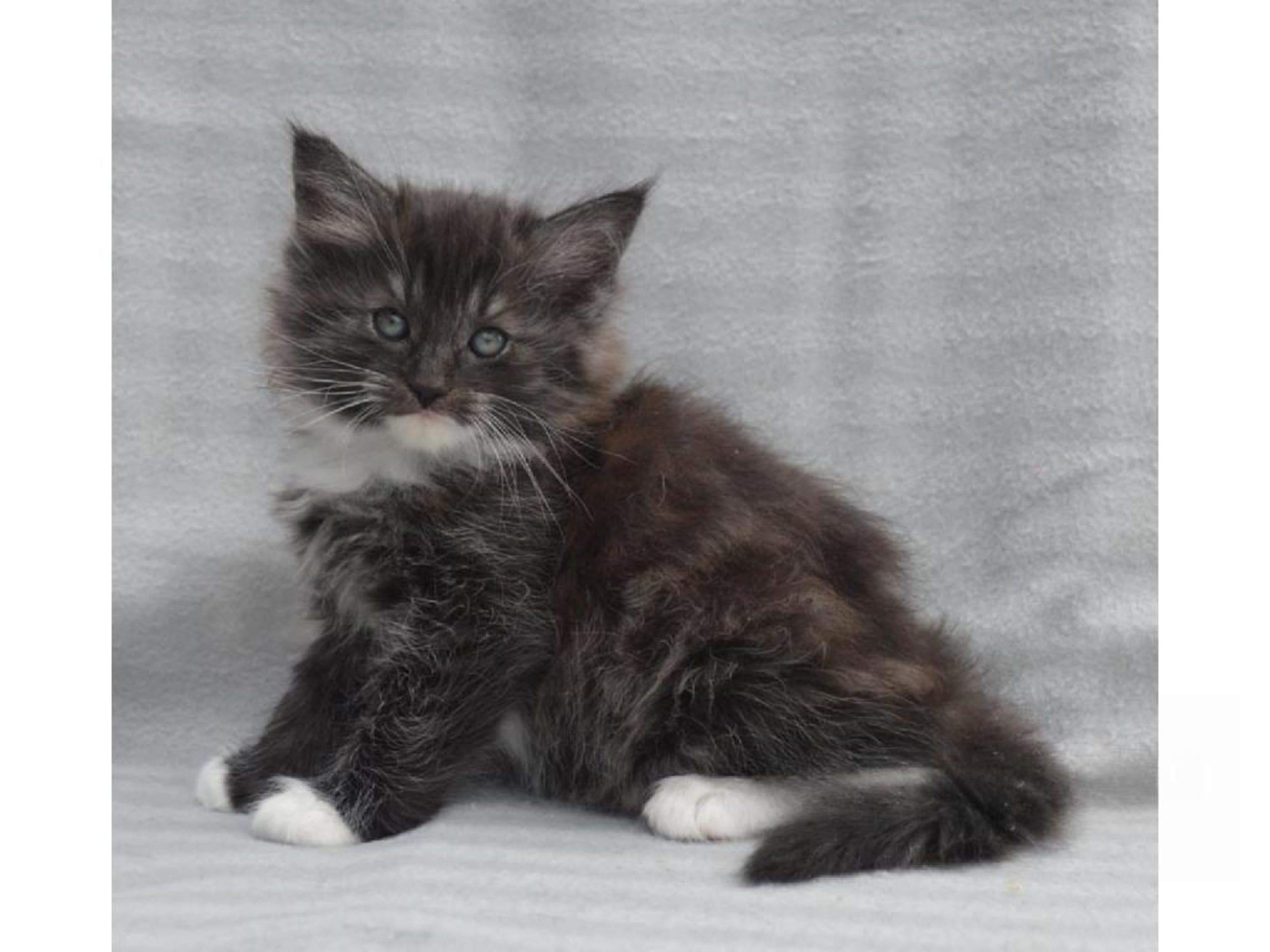 Kattunge: Zafira