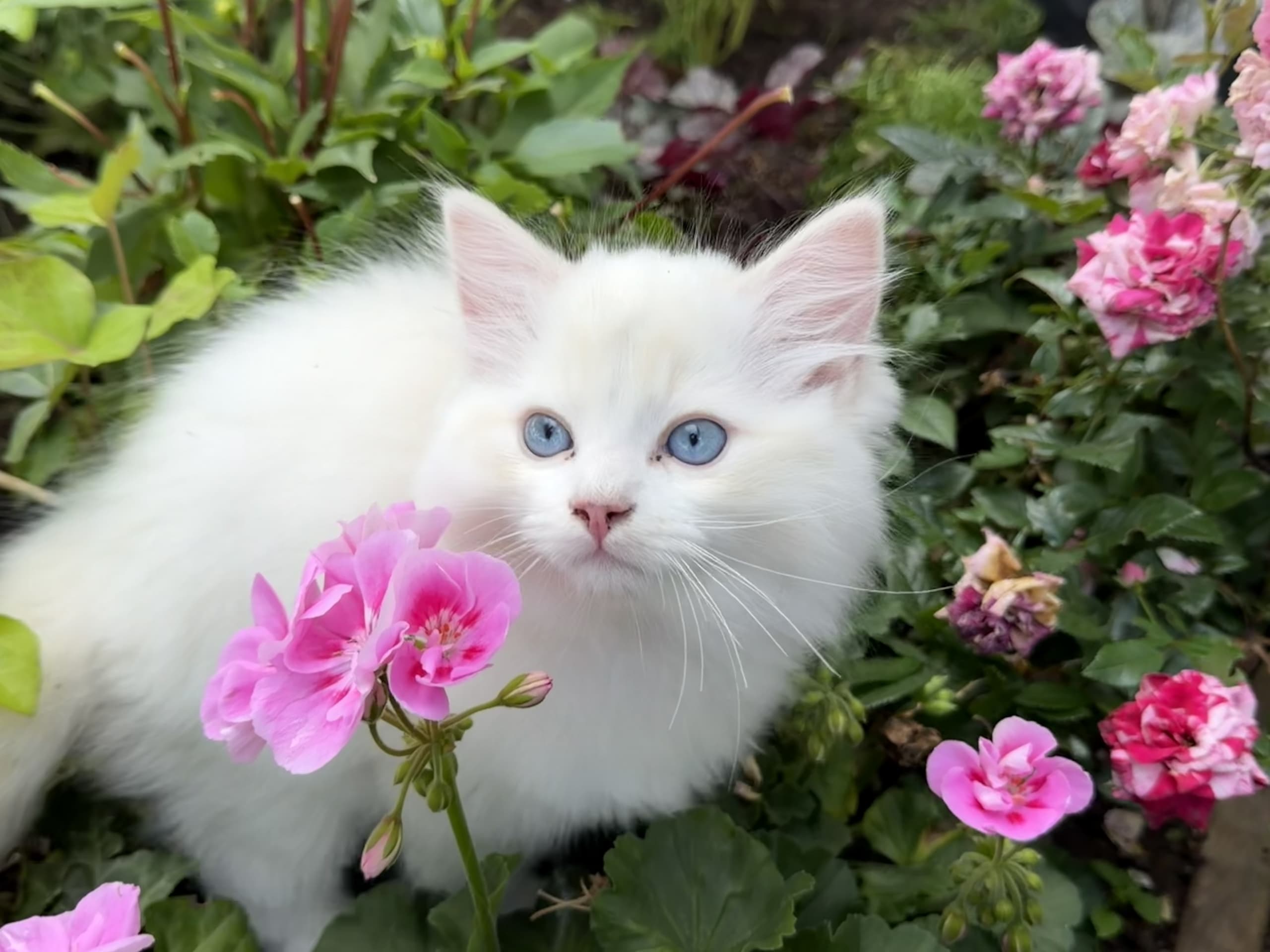 kitten: SE*Anderwels Cream Crown Casper