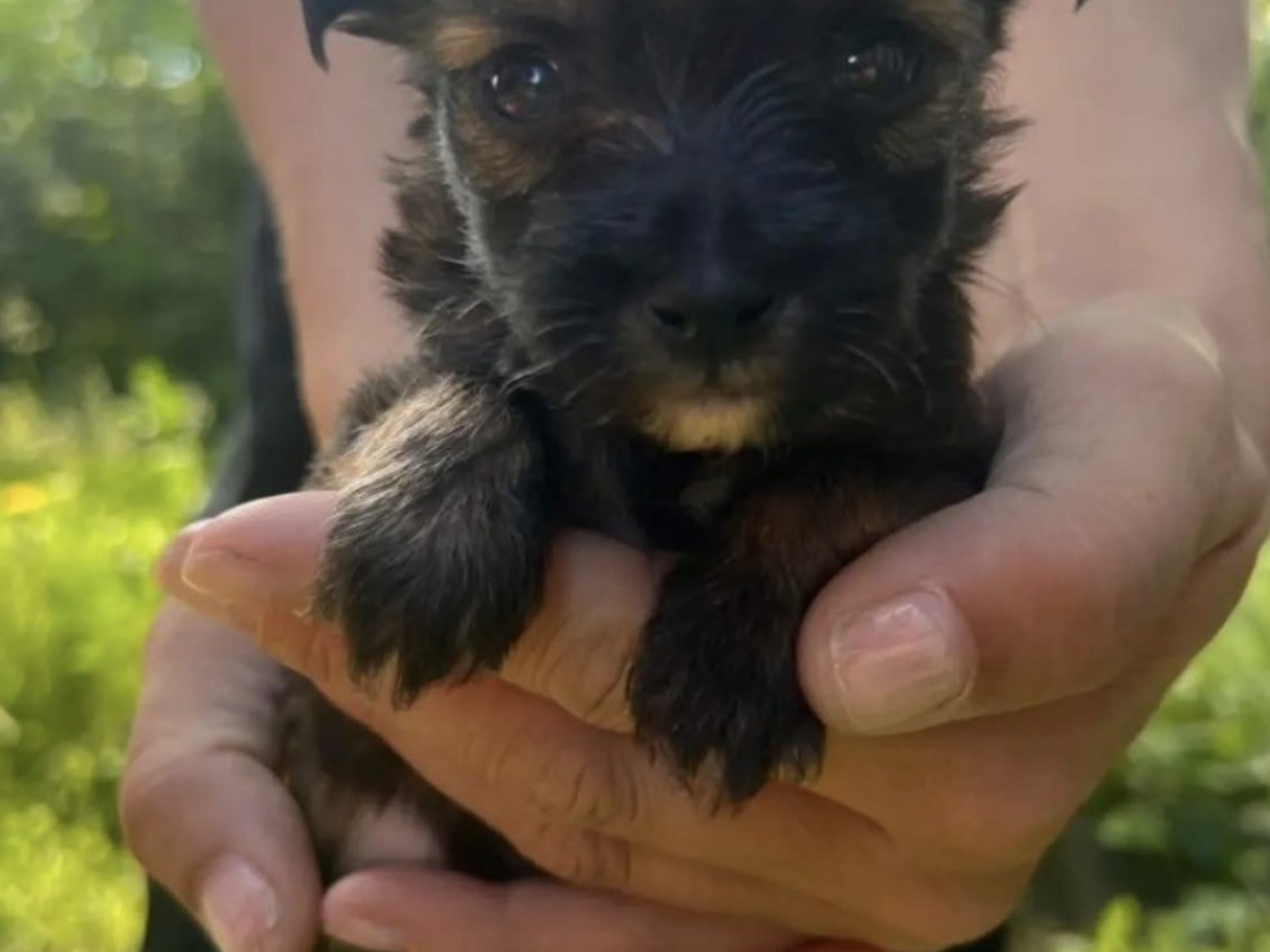 Puppy: ZPRÄTTENS ED