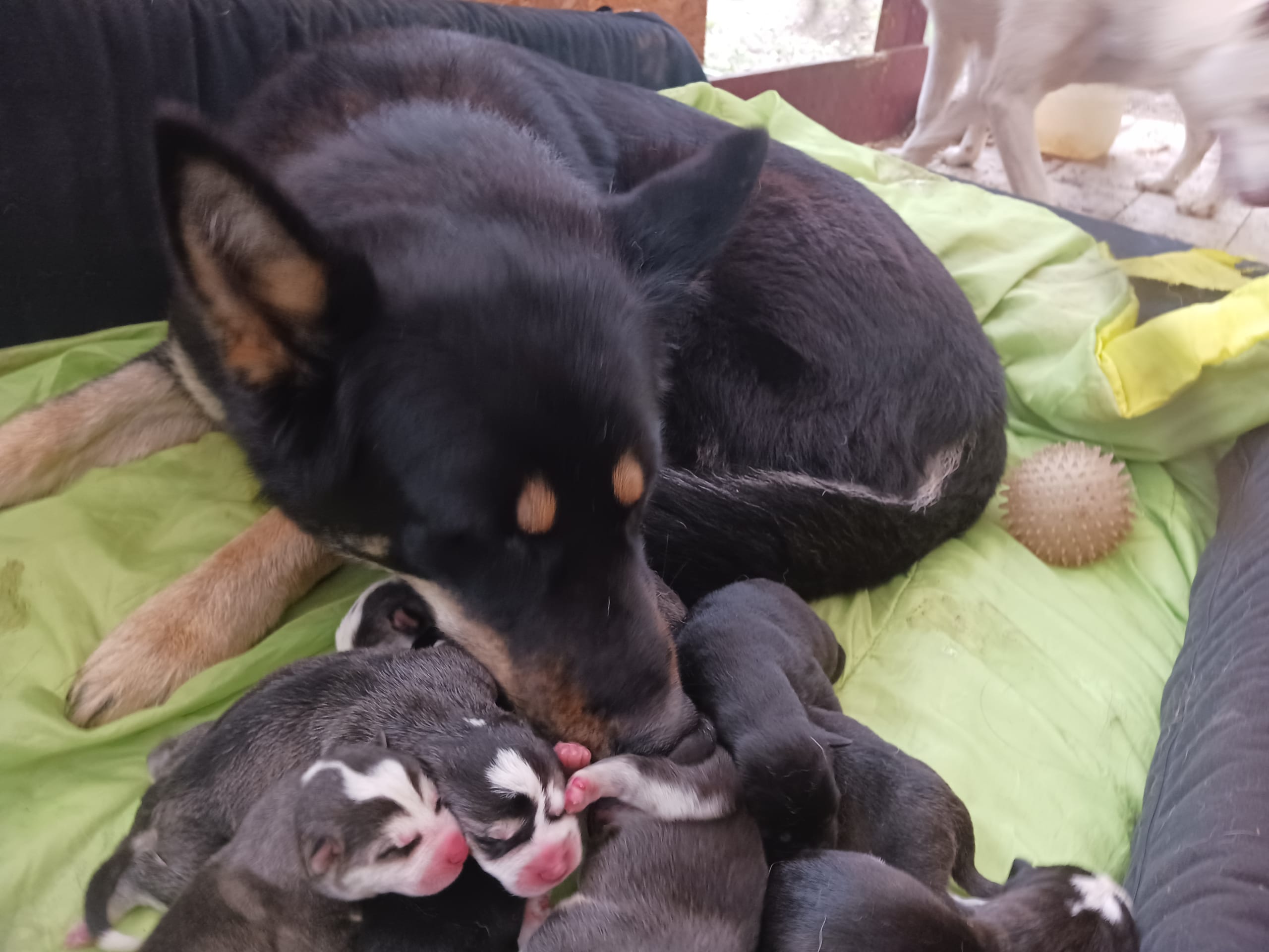 Puppy: Hane 6st  tikar 5st