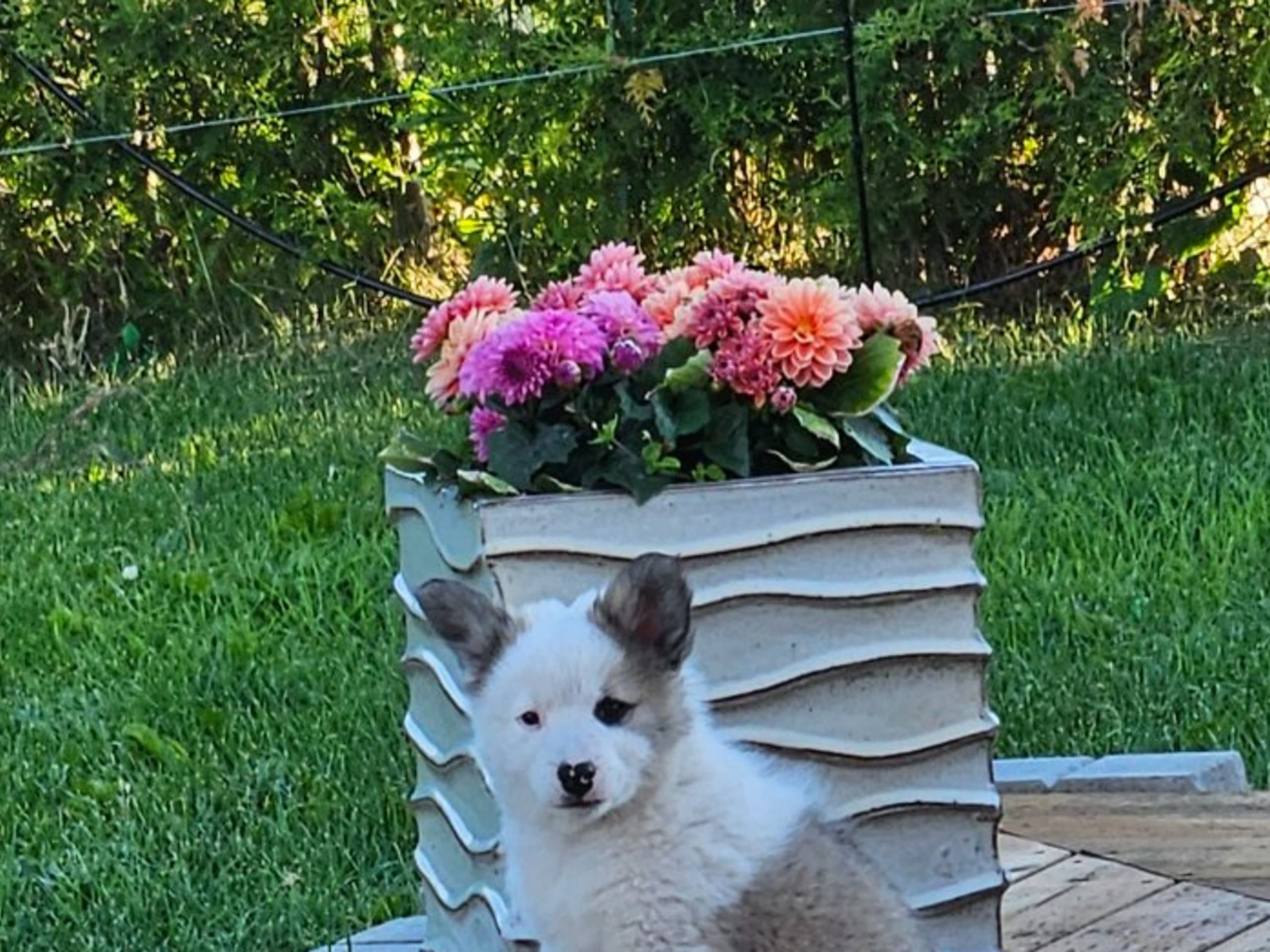 Puppy: TEAM MARMIC DREAMS VIGGO