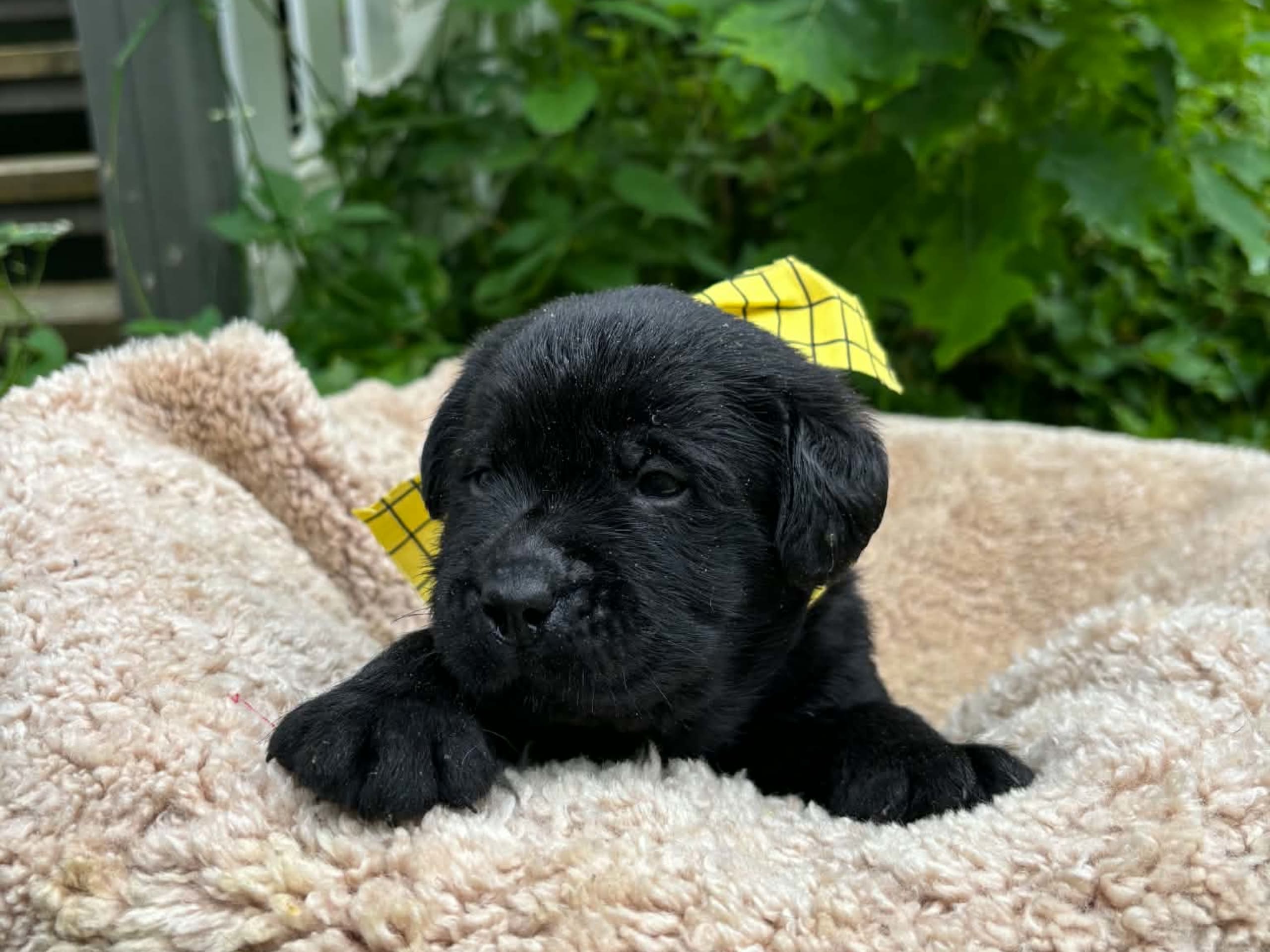 valp: Hannhund 4 gul bånd
