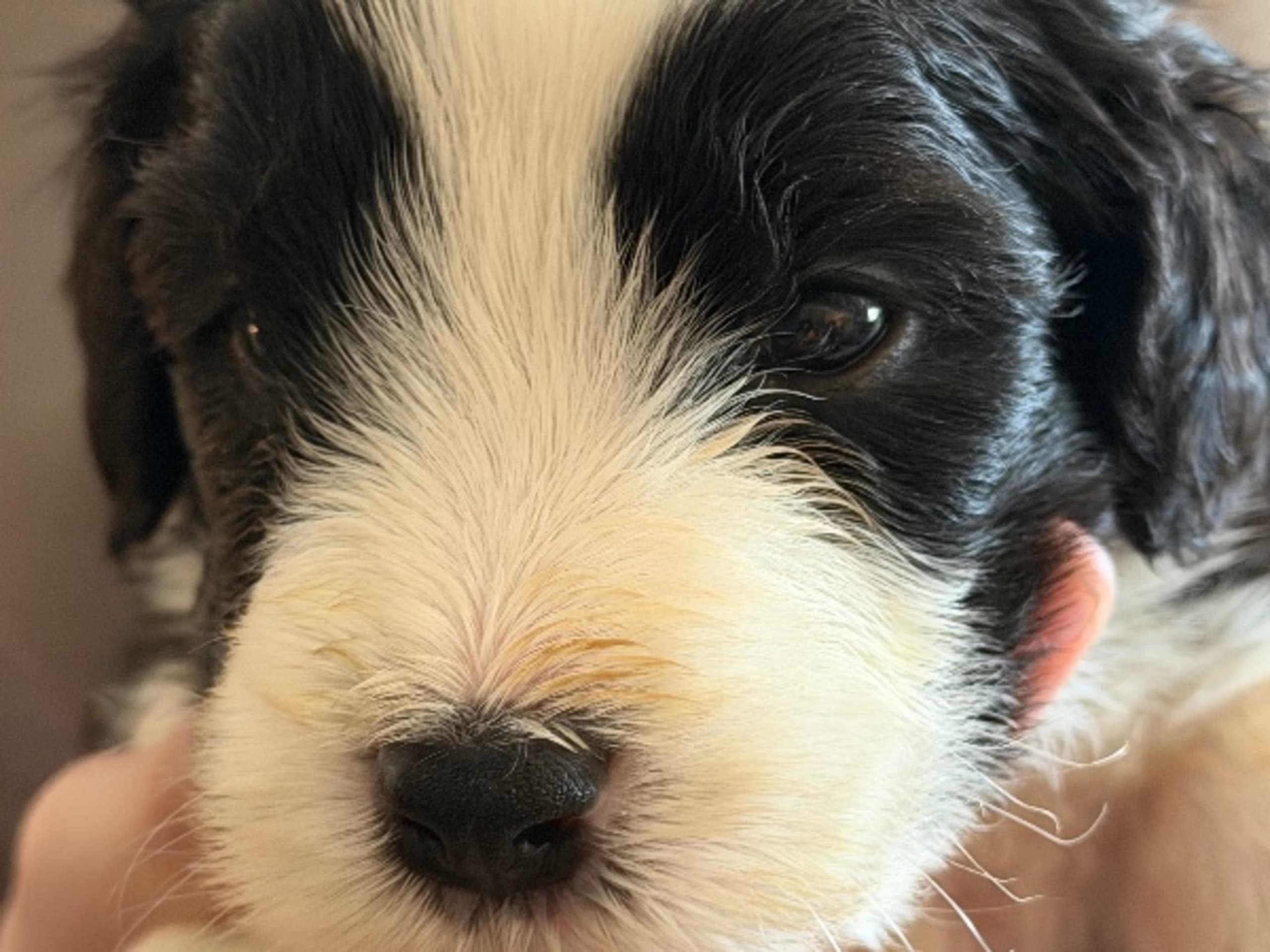 Puppy: HILLBACKA GOLDFINGER