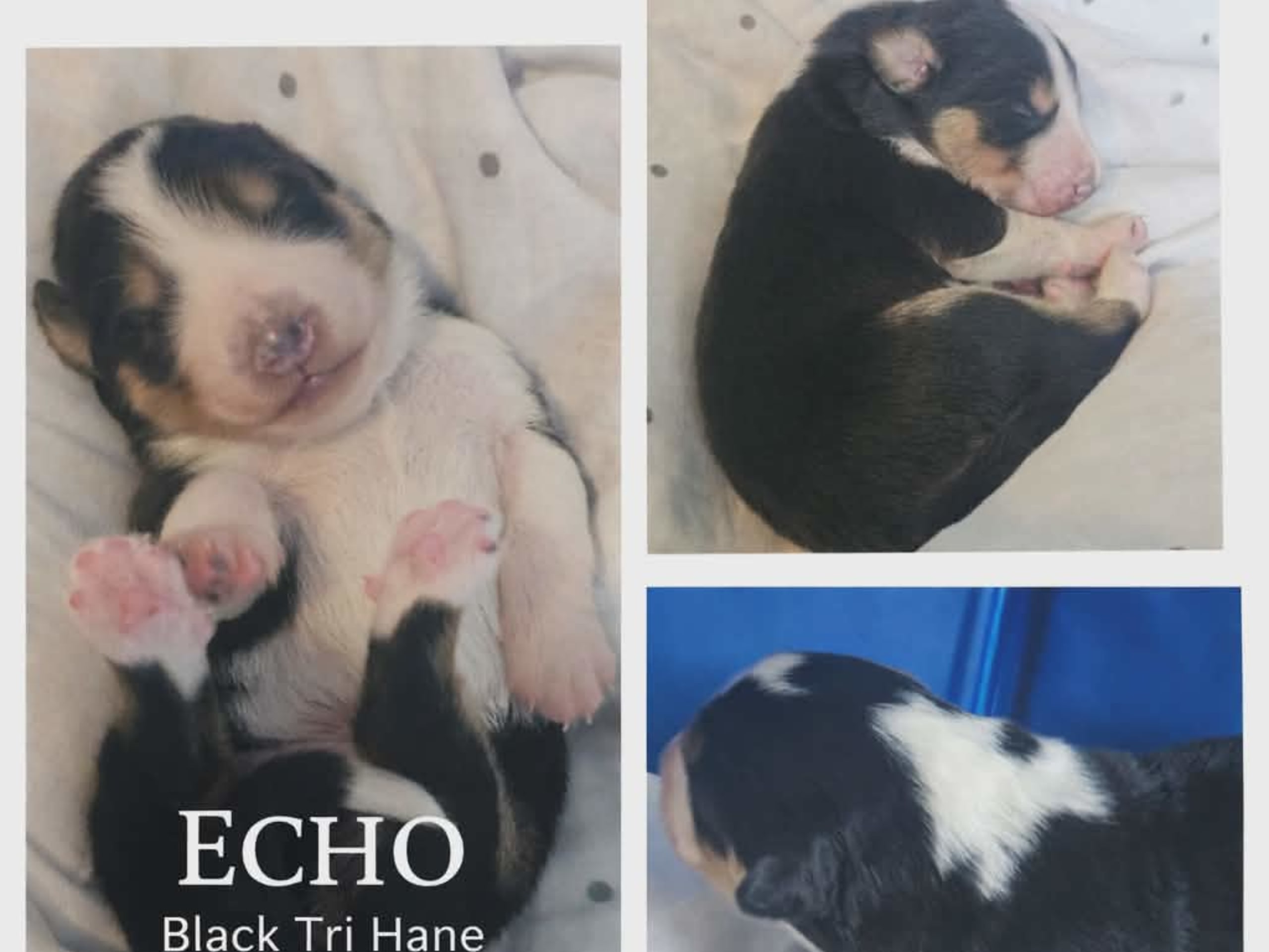 Echo