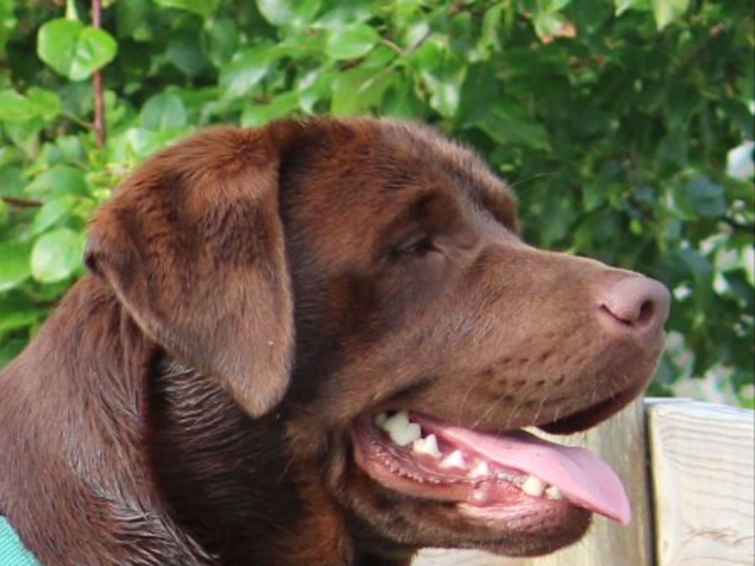 Far: NOXSIDUS BROWN DAIM