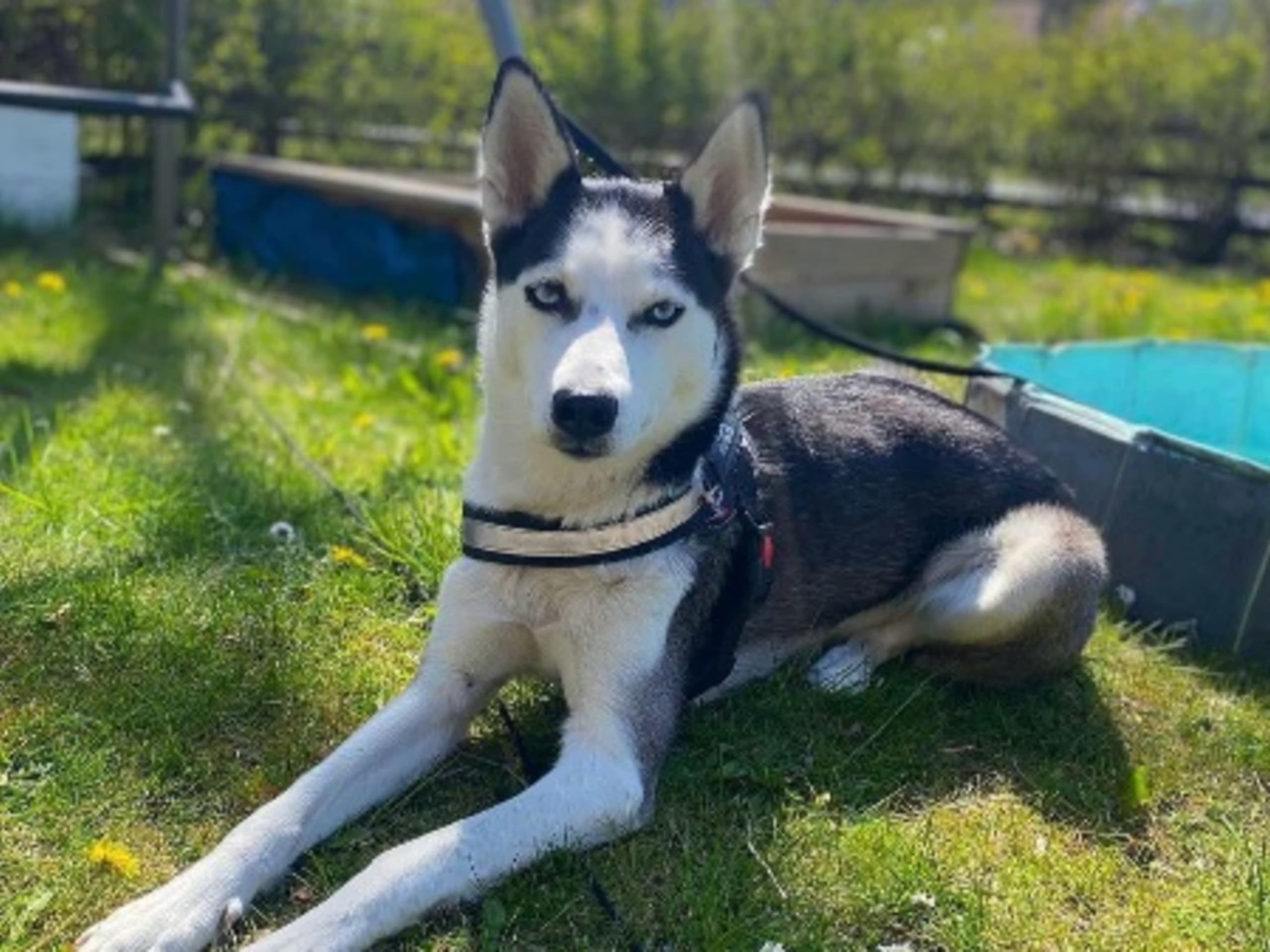 Mother: LAPPLAND DREAM YESSIE