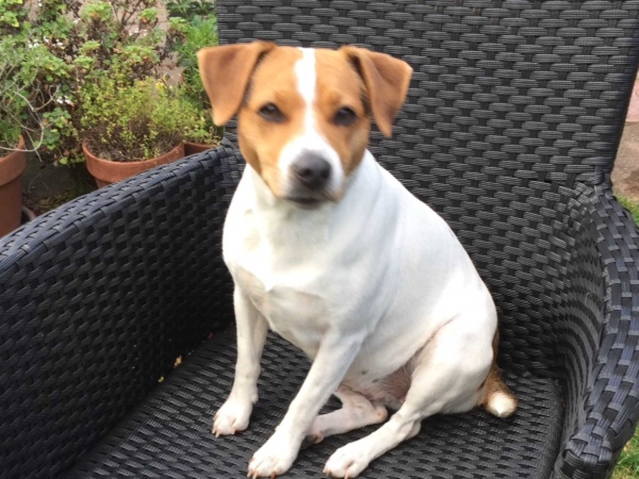Hund: LEONBERGET'Z MONA LISA
