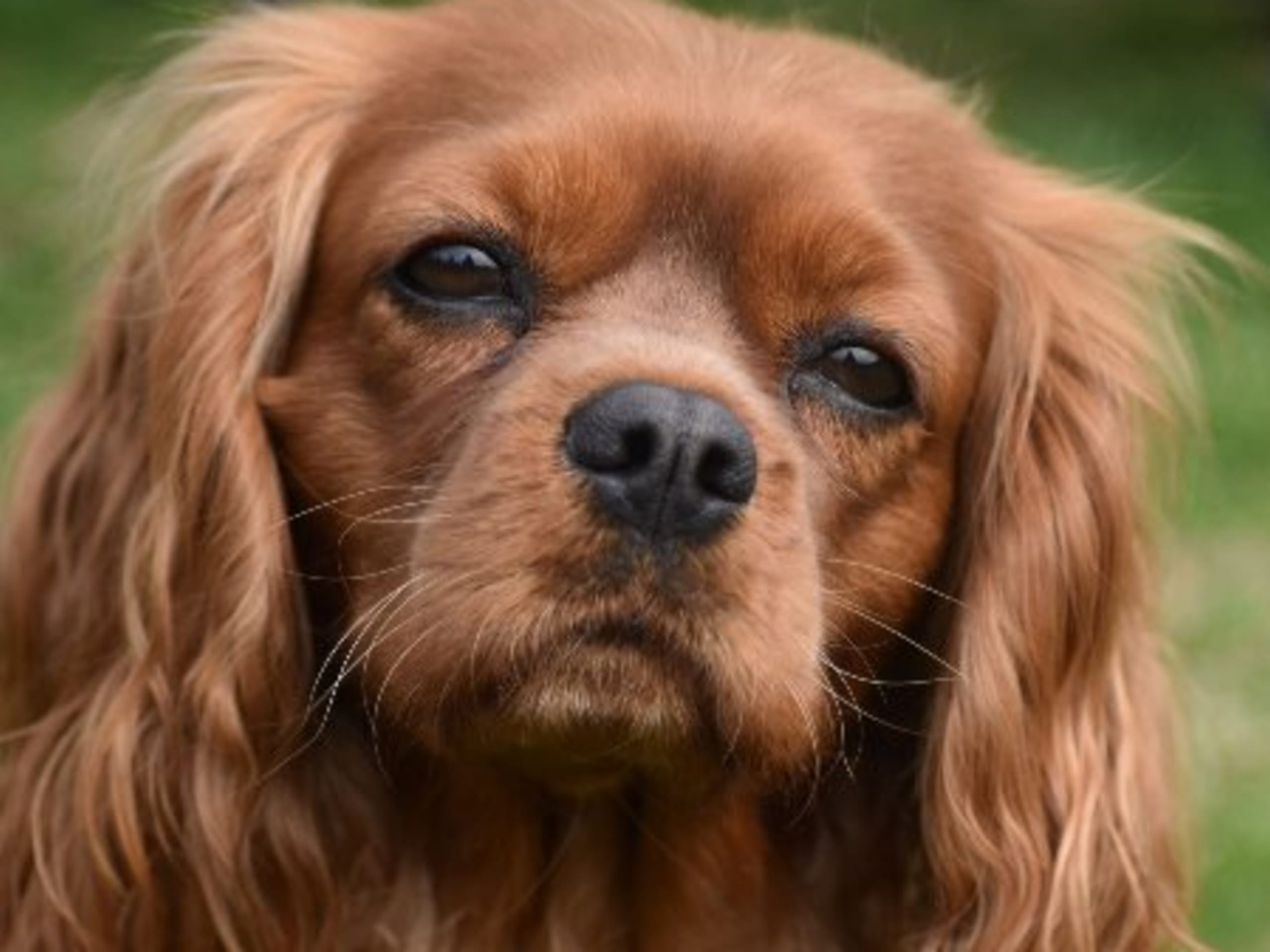 Mamma: CAVANETTANS LADY GEANETTE