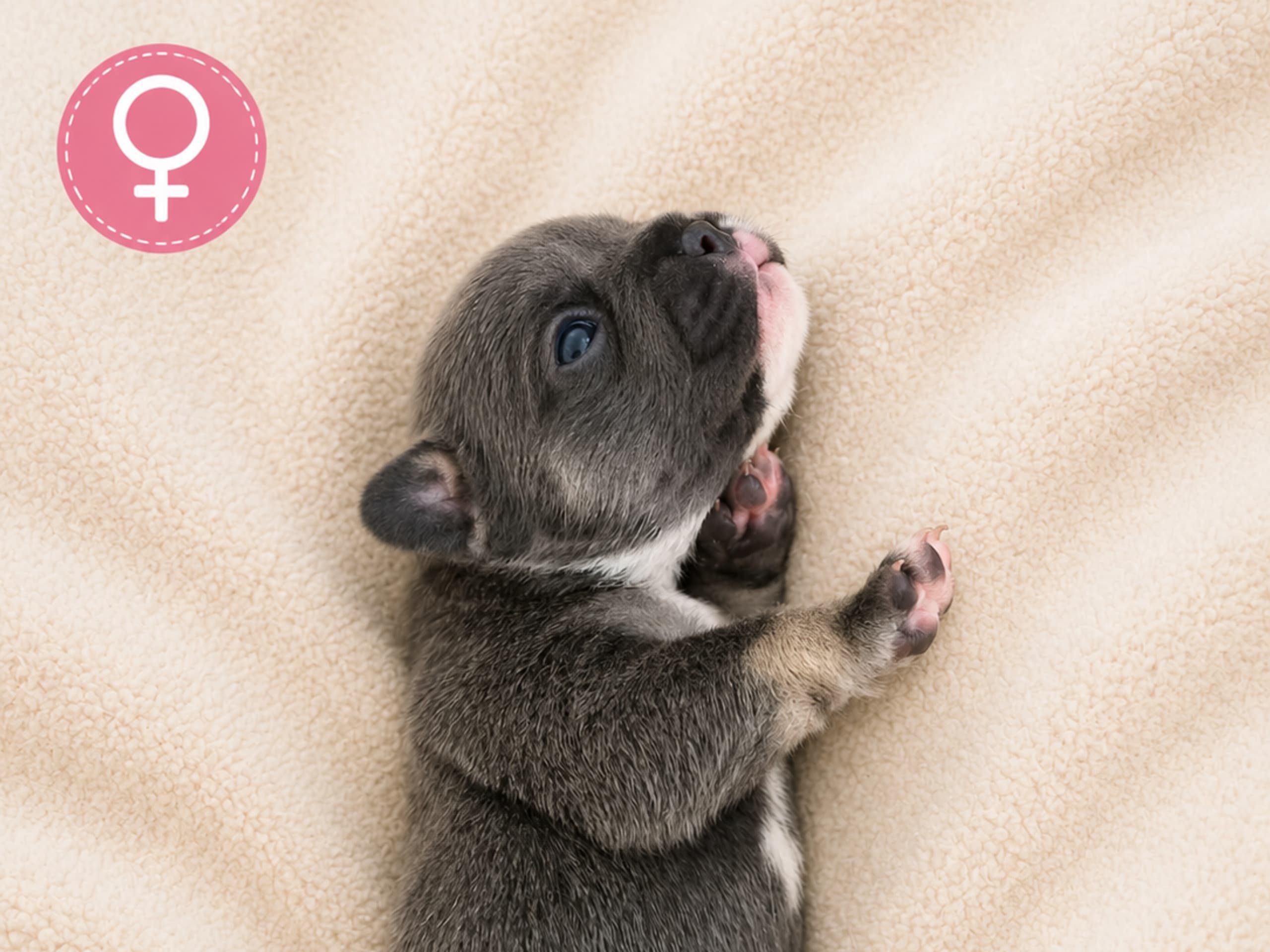 Puppy: Tik 3