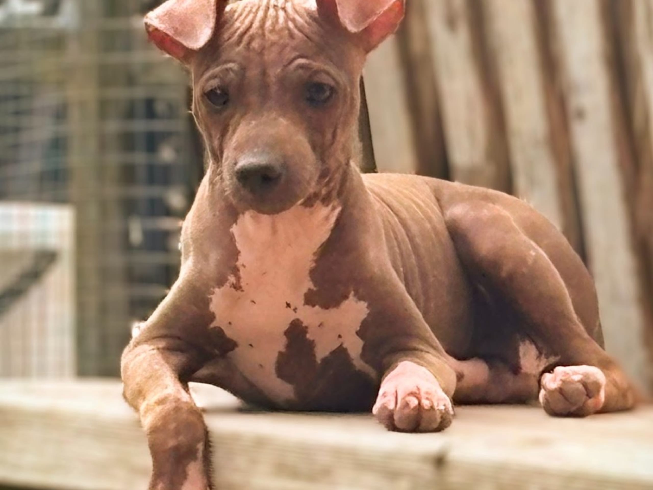 Puppy: TICKET TO WIN ECO KNOT OF MOLTAS