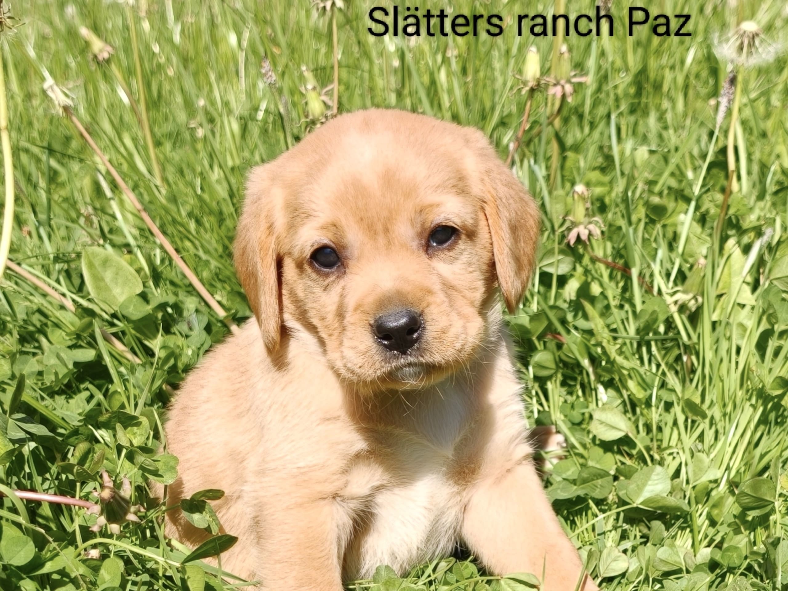 Hvalp: Slätters ranch Paz