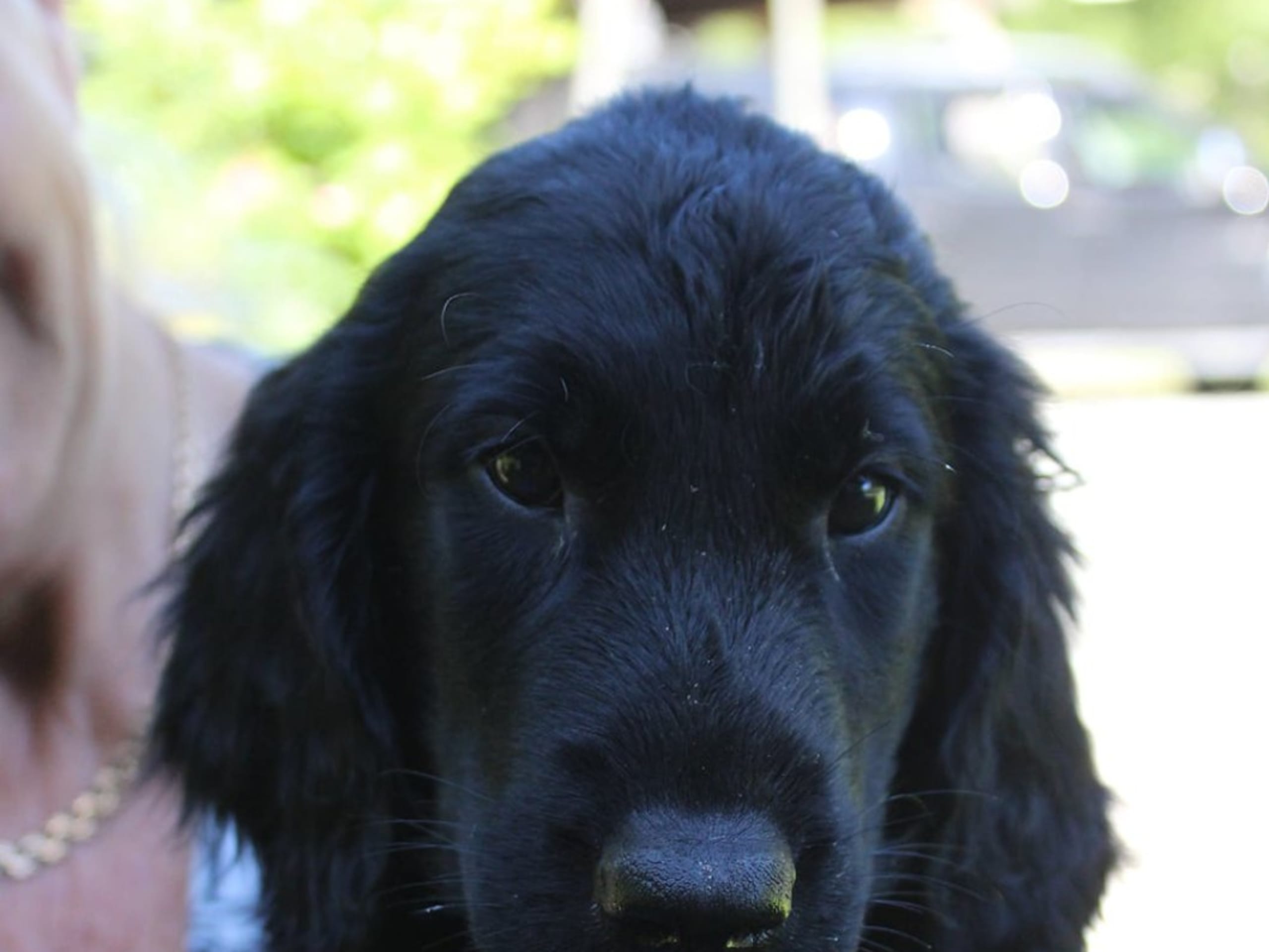 Puppy: ADORE MEE FLATS A LOVE STORY