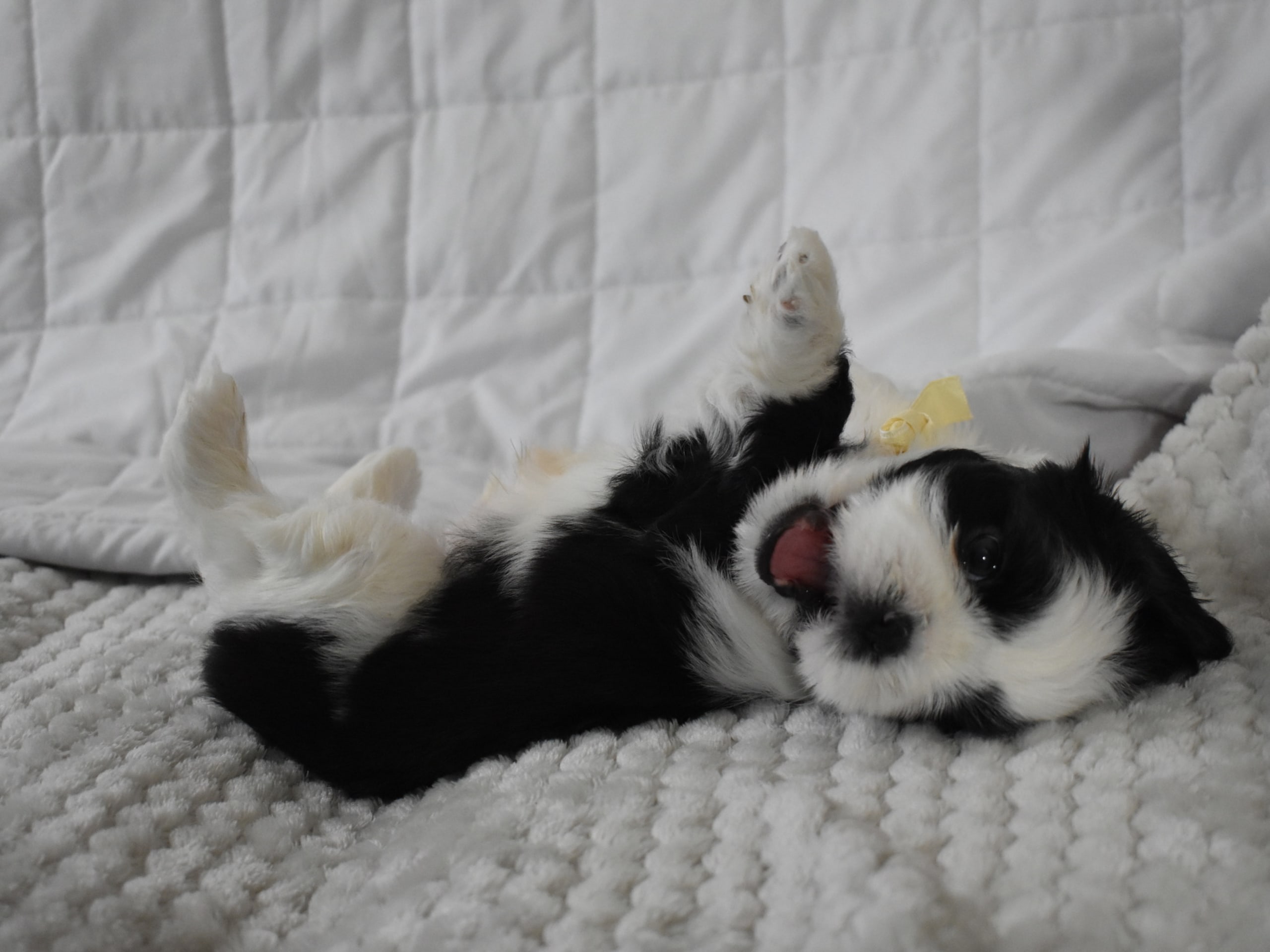 The merry shih-tzu family