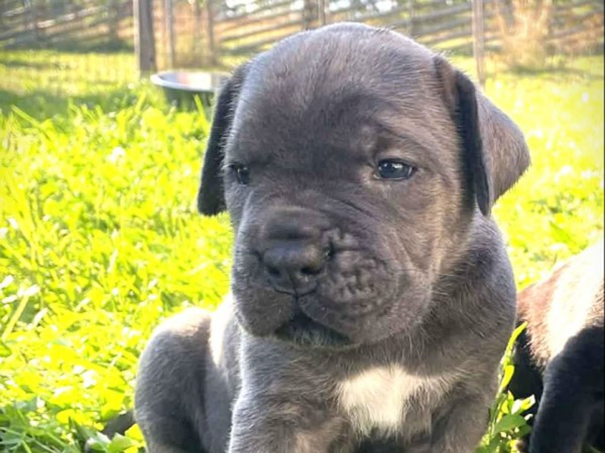 Puppy: ACTION PACK'S OUTSTANDING OZARA