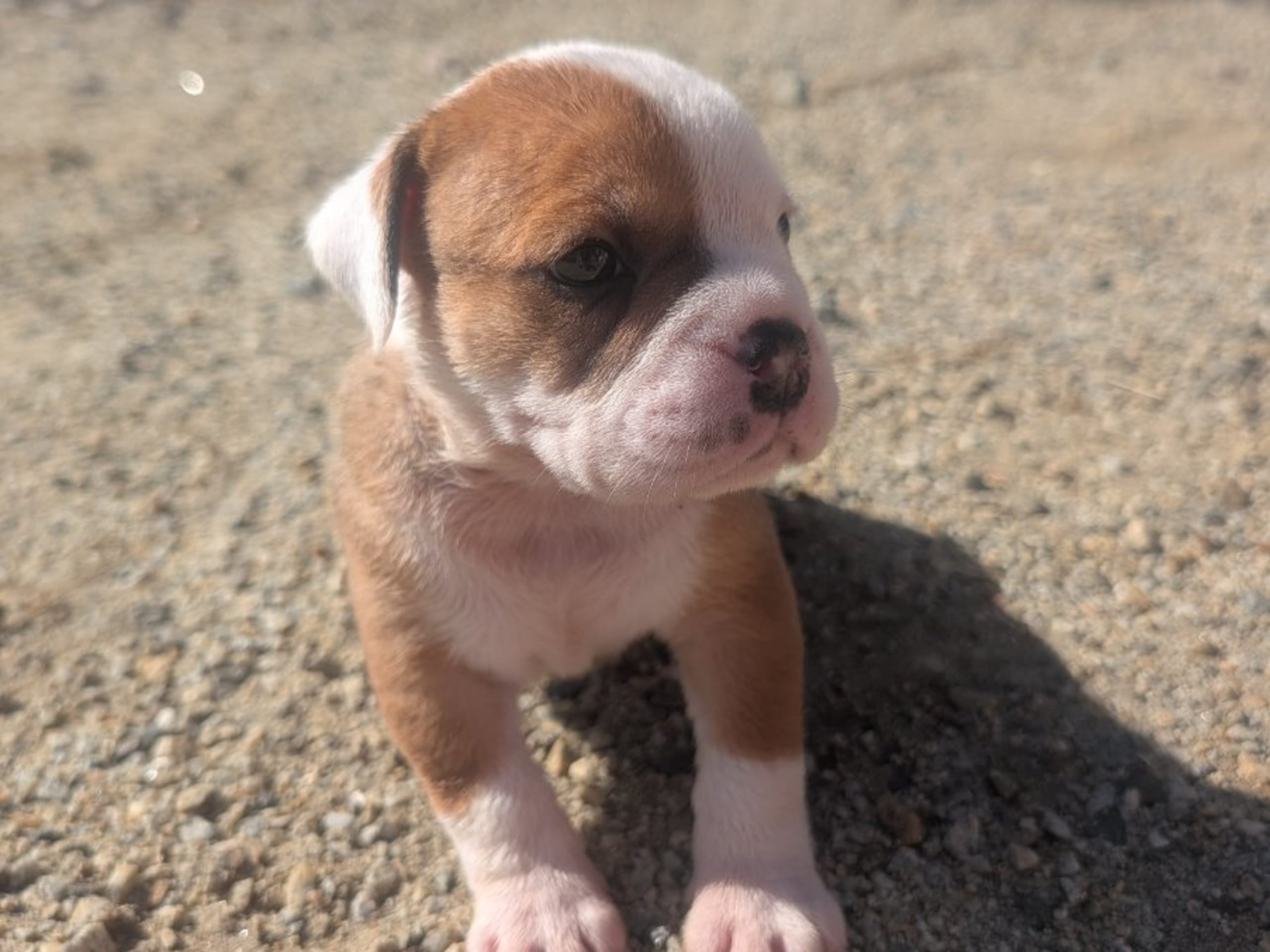 Puppy: BENNSTAFF LOUIS VUITTON