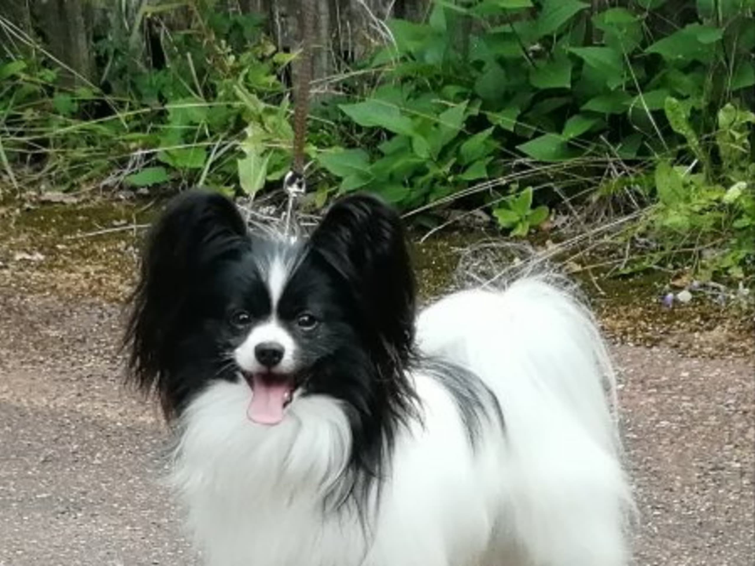 Far: BLIZZBOGÅRDENS ILLIDAN