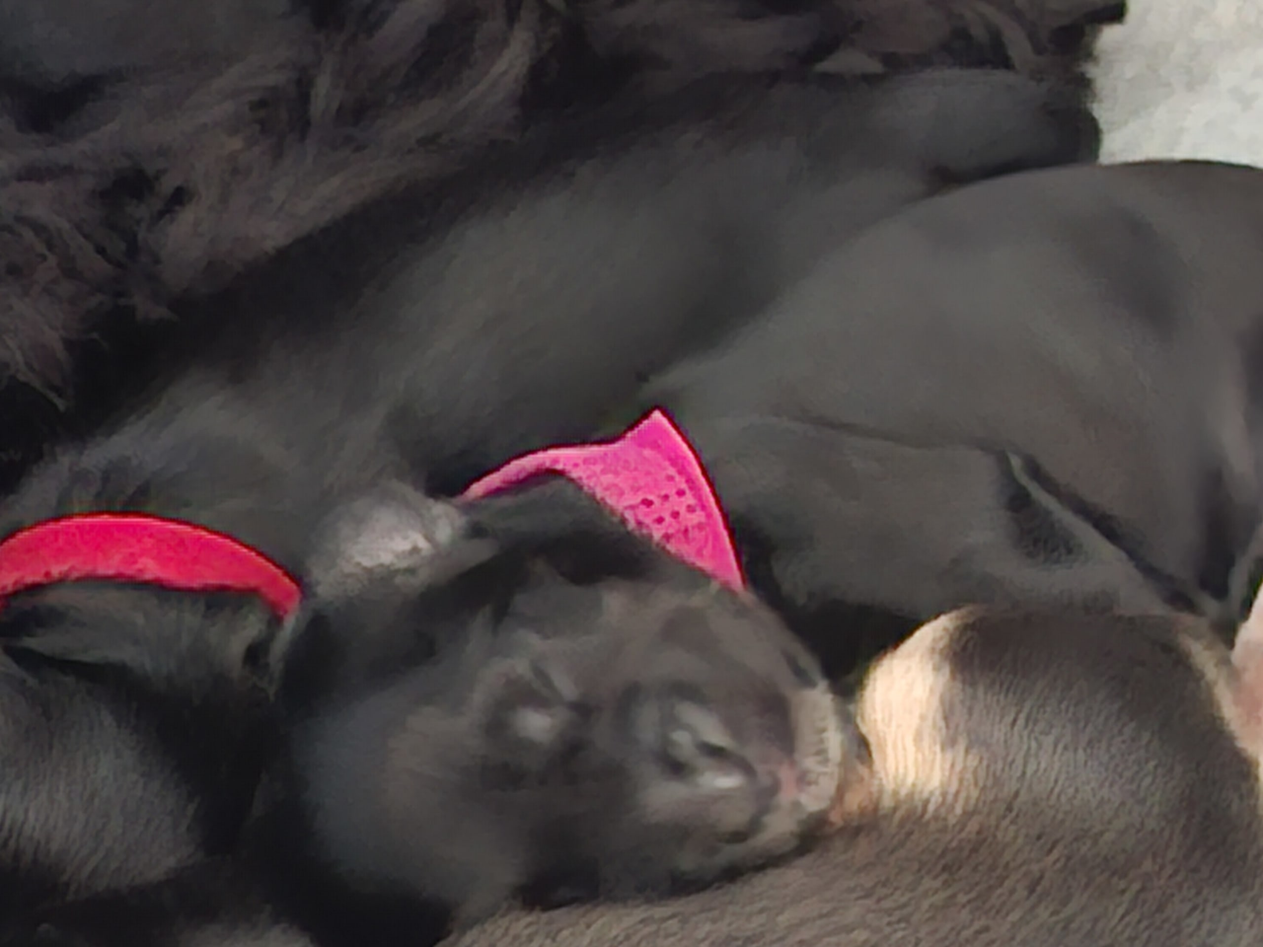Puppy: Tik 3