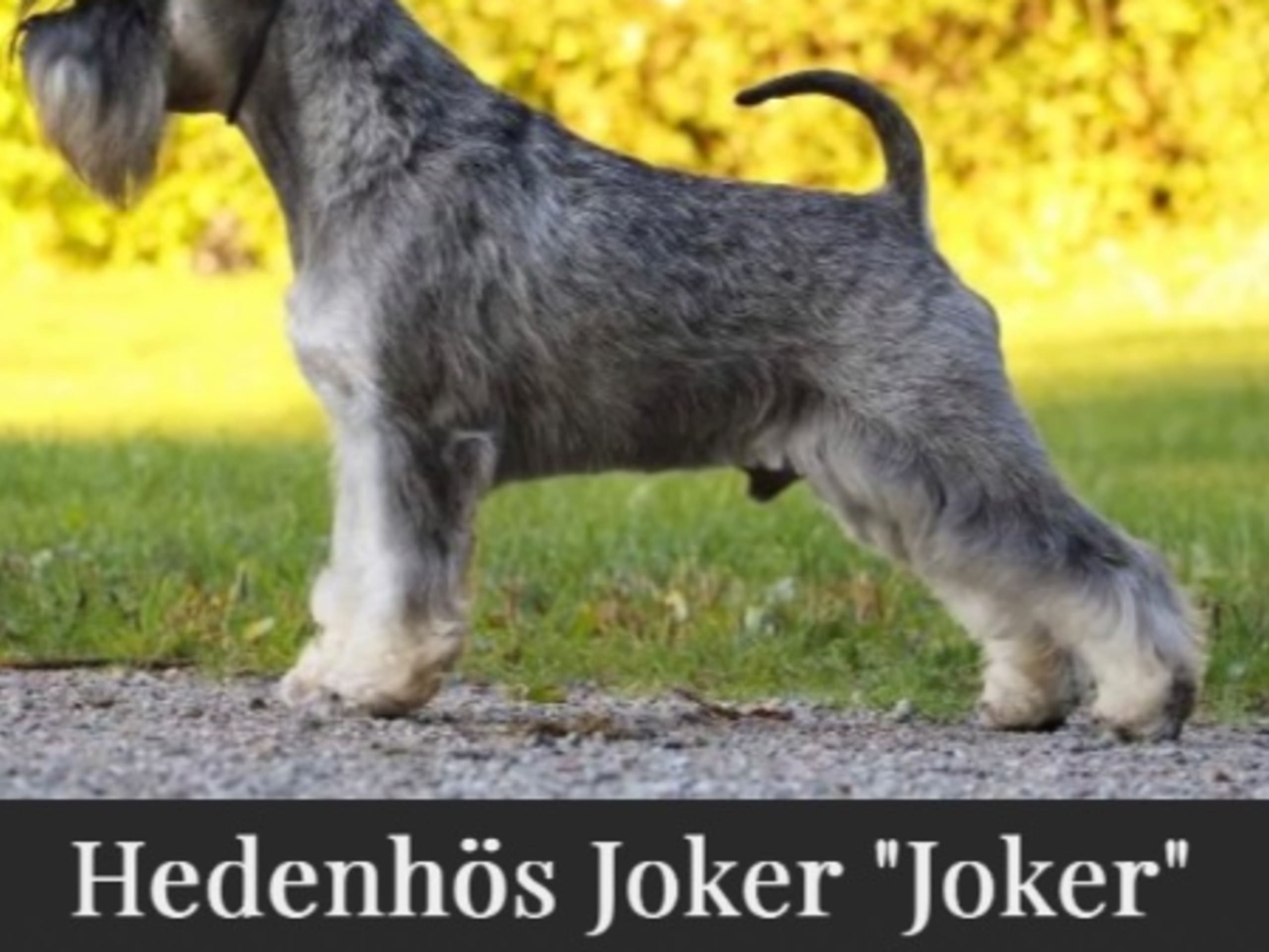 Father: HEDENHÖS JOKER