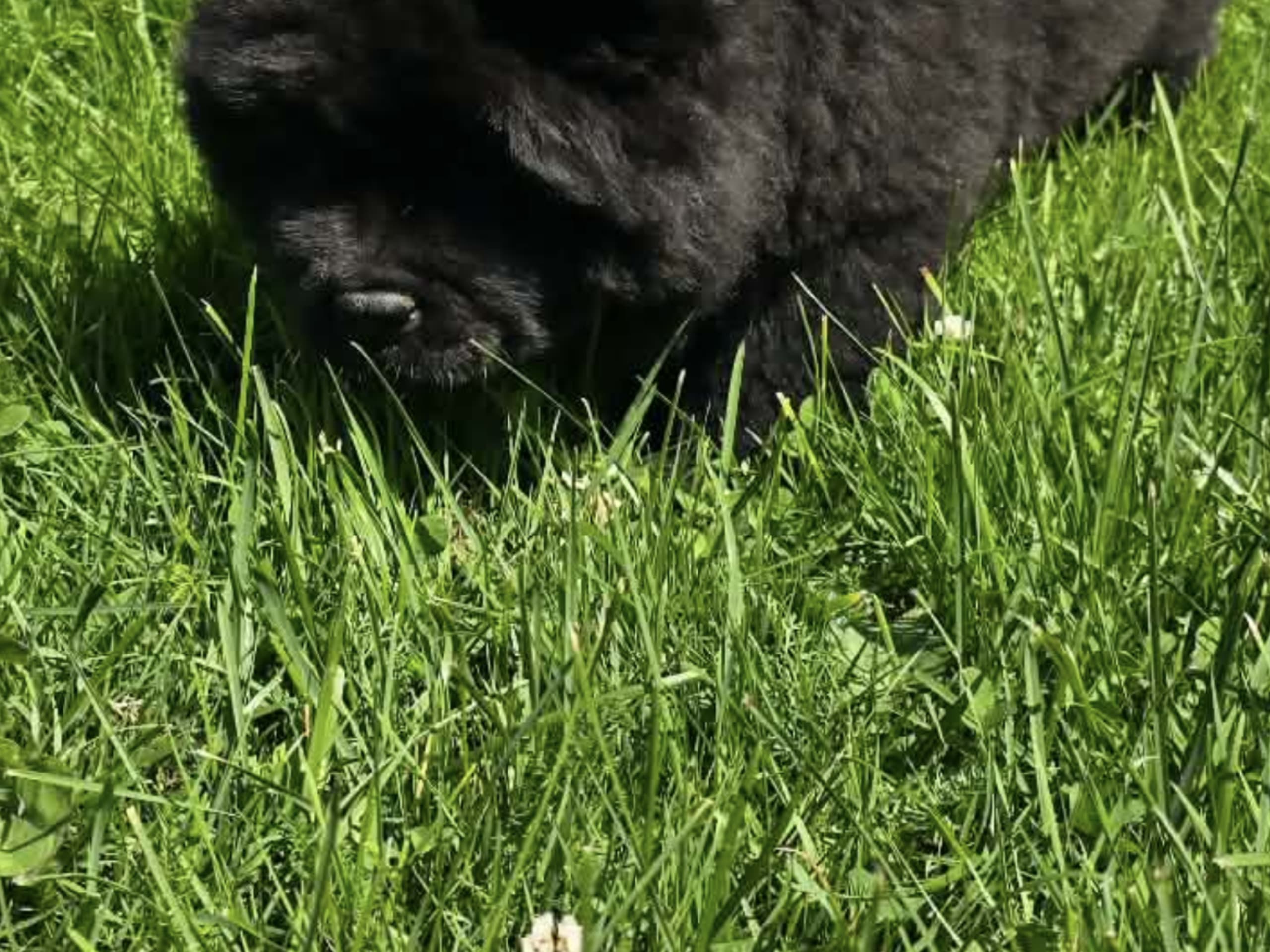 Puppy: Queen of Hearts