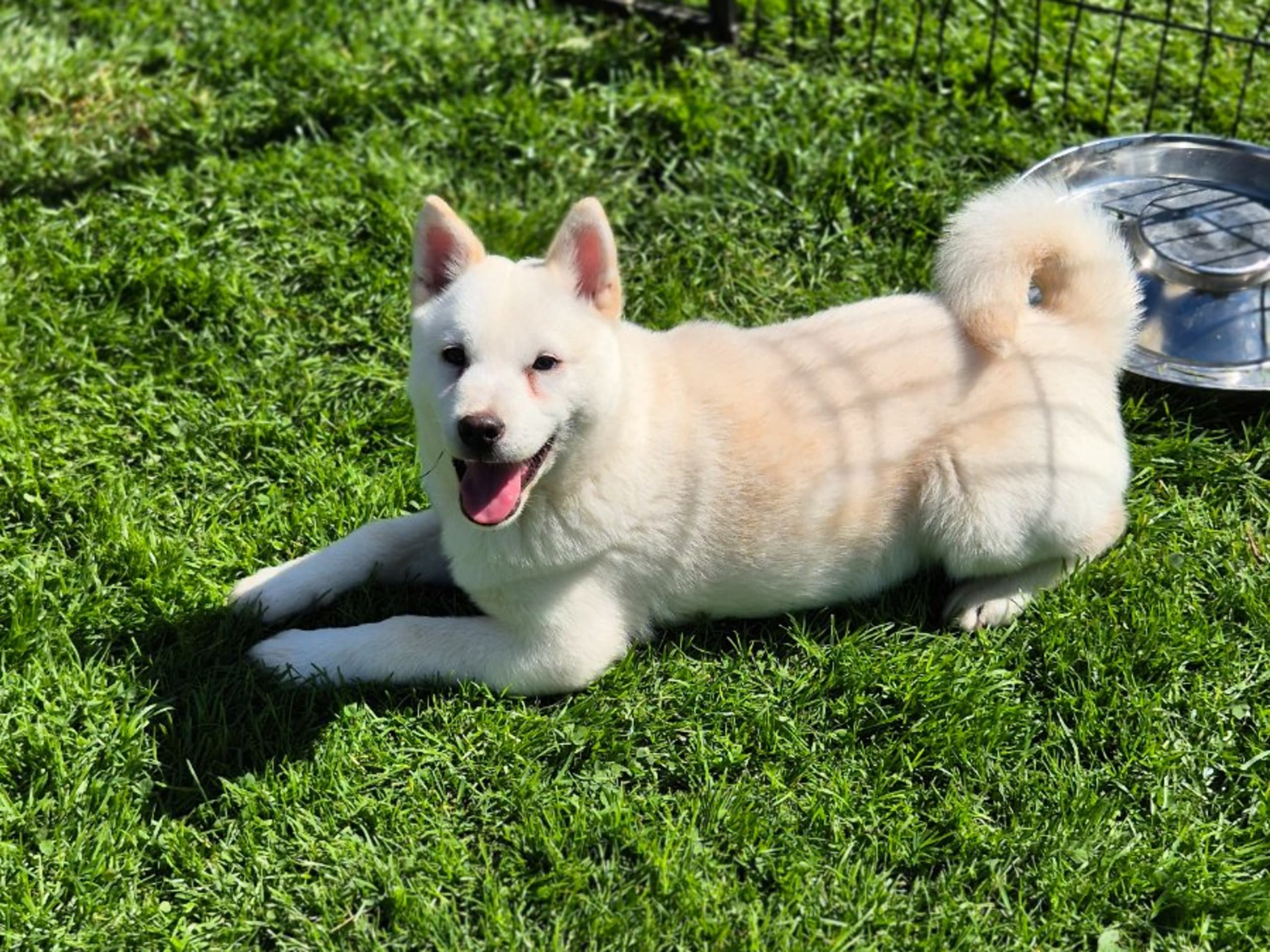 Puppy: VILD O VÅGAD'S DELICATO