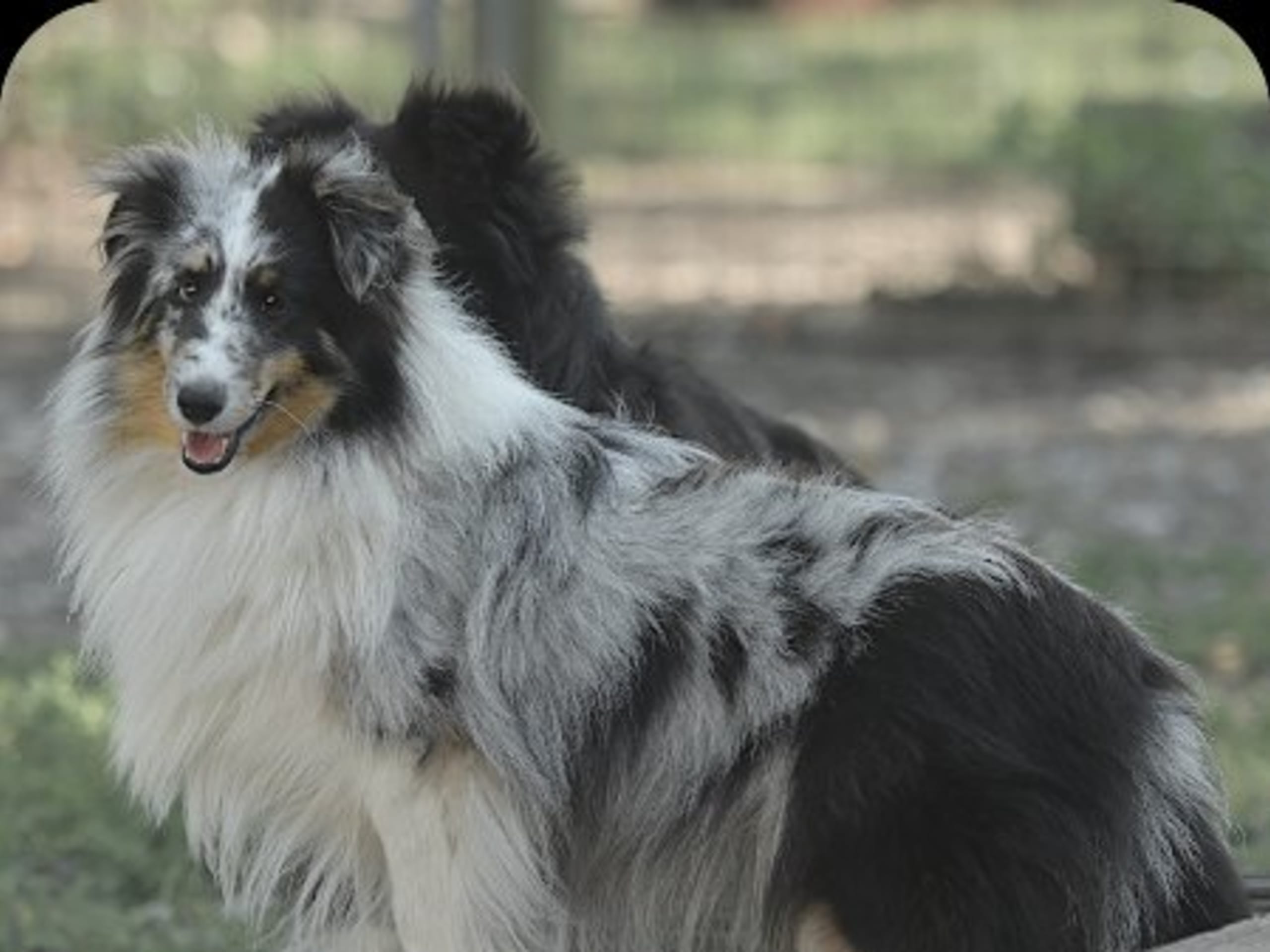 Mother: KIVA'S EDEN WILDERNESS BLUE COLOURS